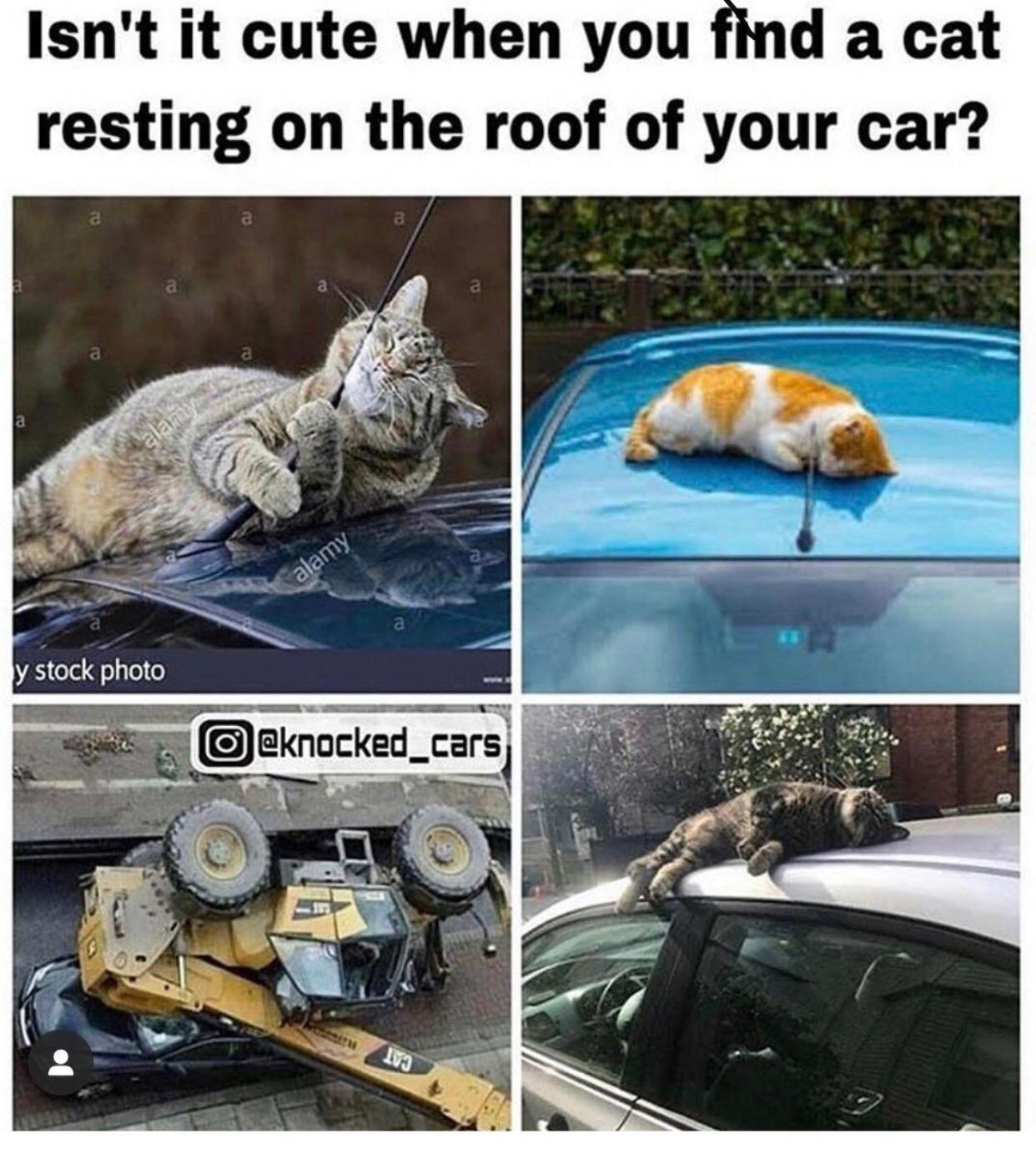 I love when cats are on my car r/memes