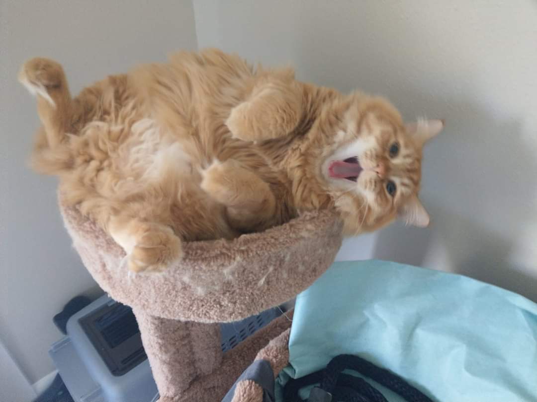 He thinks his tower is awesome r/cats