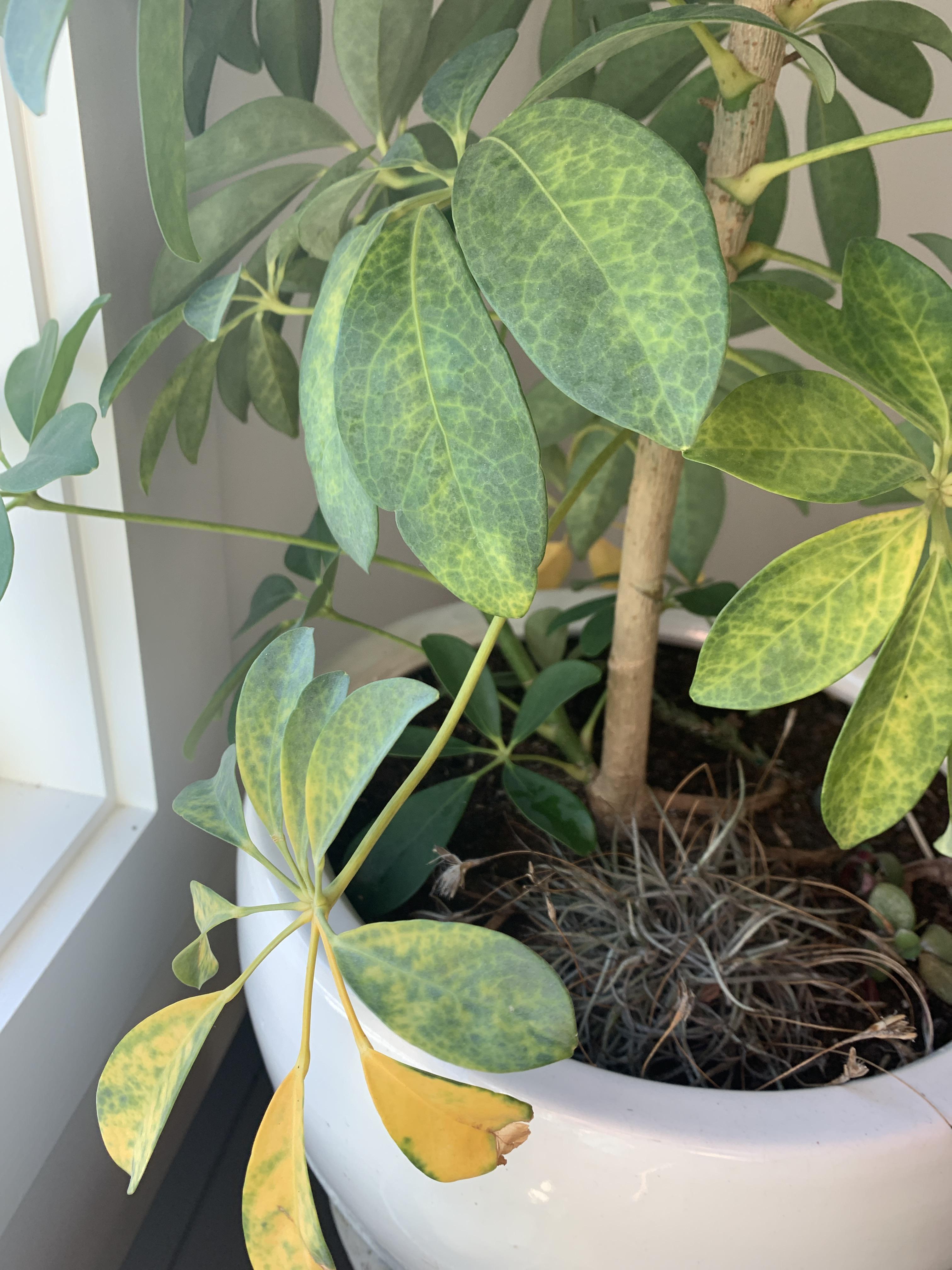 Help my Schefflera! It thrived and grew nonstop for a year. Now it’s