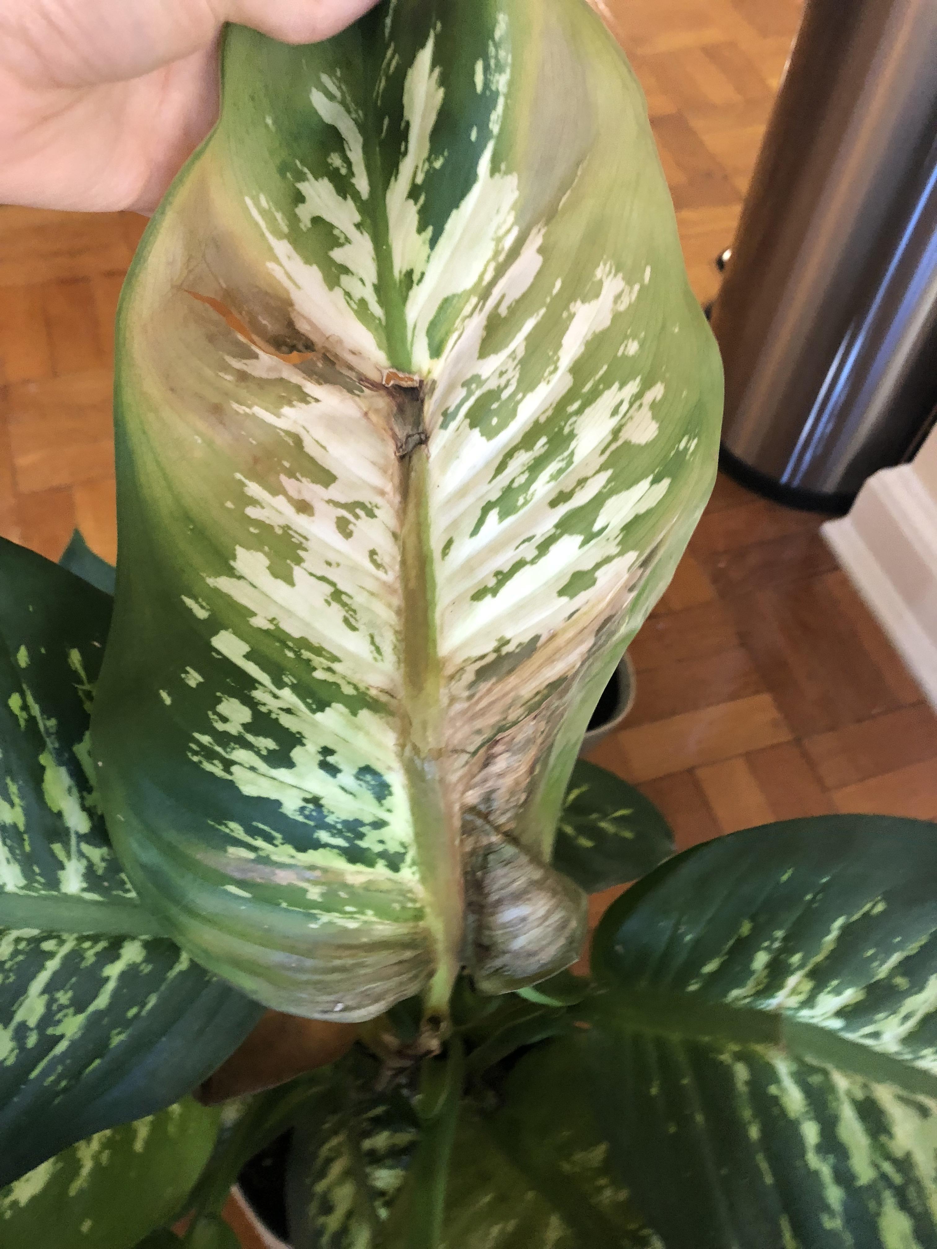 Dumb cane/diffenbachia leaves yellowing. Diagnosis? r/houseplants