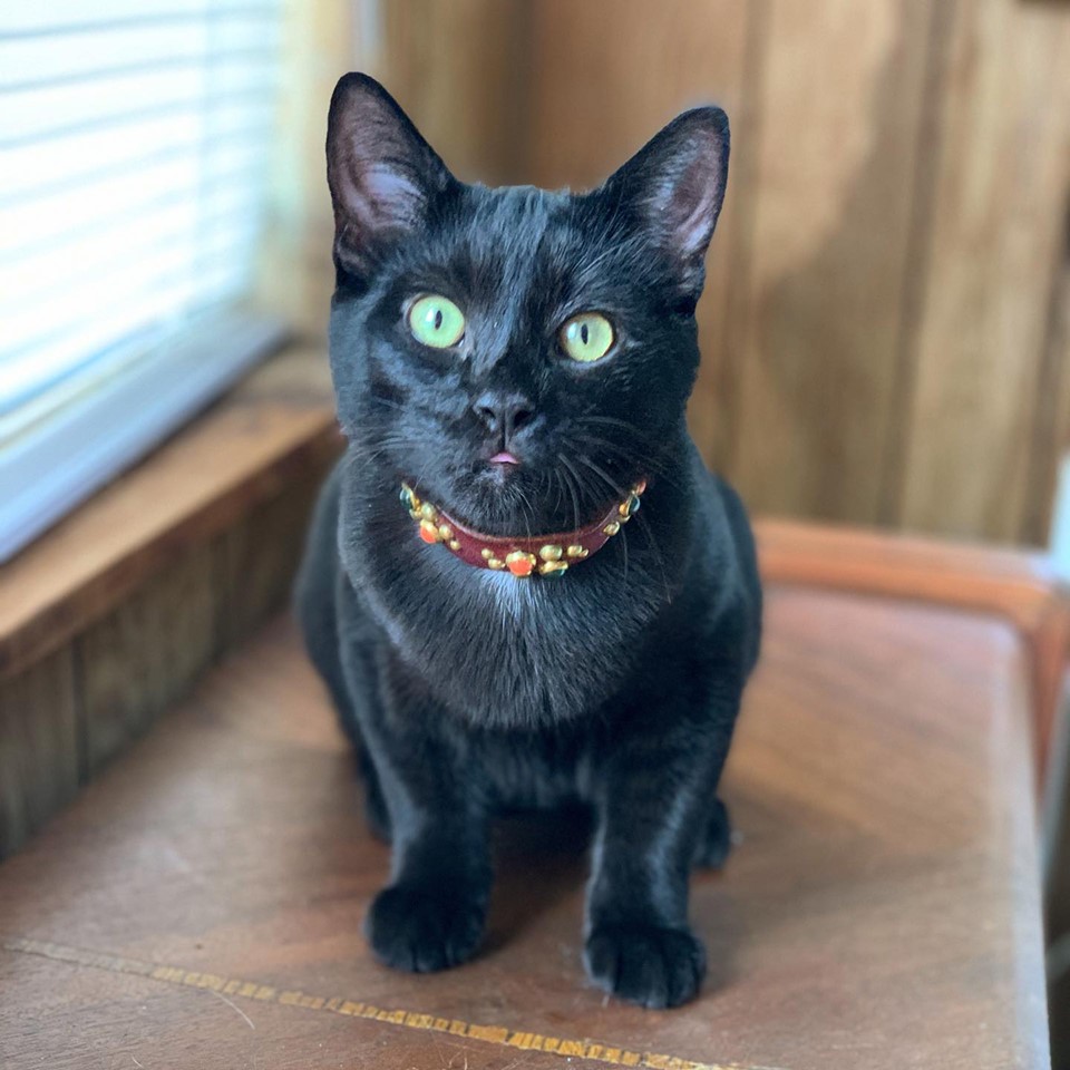 This is my cat, Grapefruit r/redditgetsdrawn