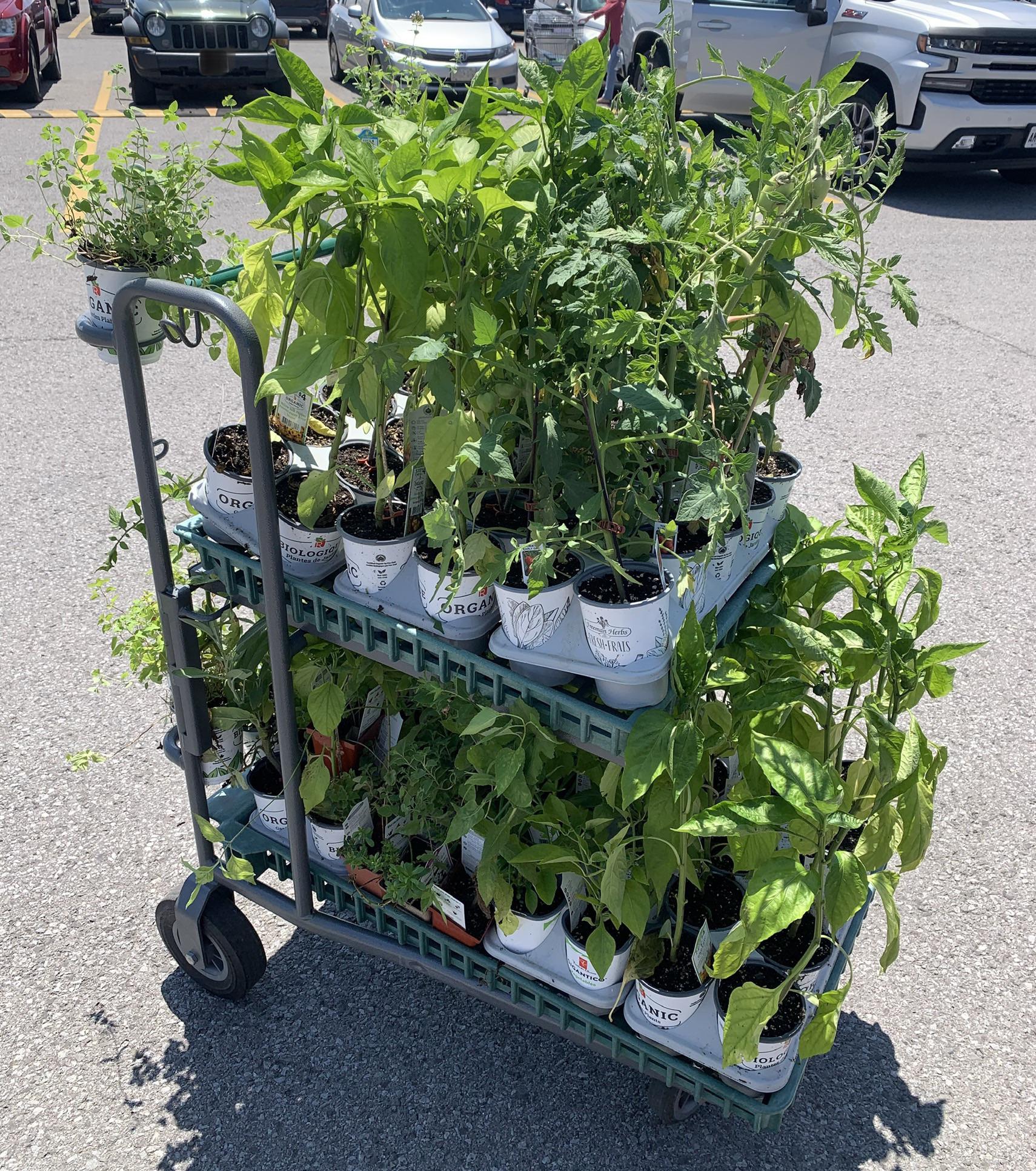 Last day for garden centre. 5 plus tax for anything that fits on the