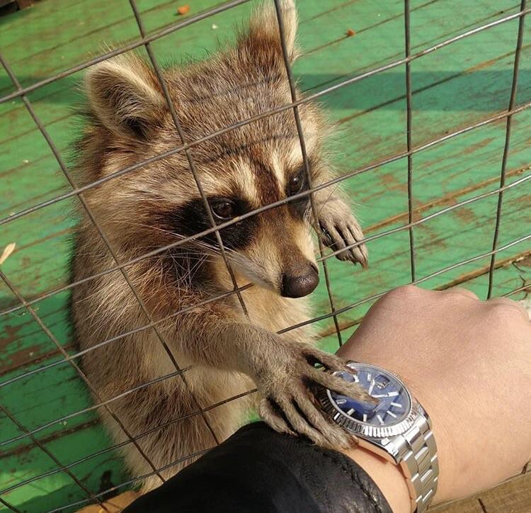 Trash panda trying to steal a watch r/trashpandas