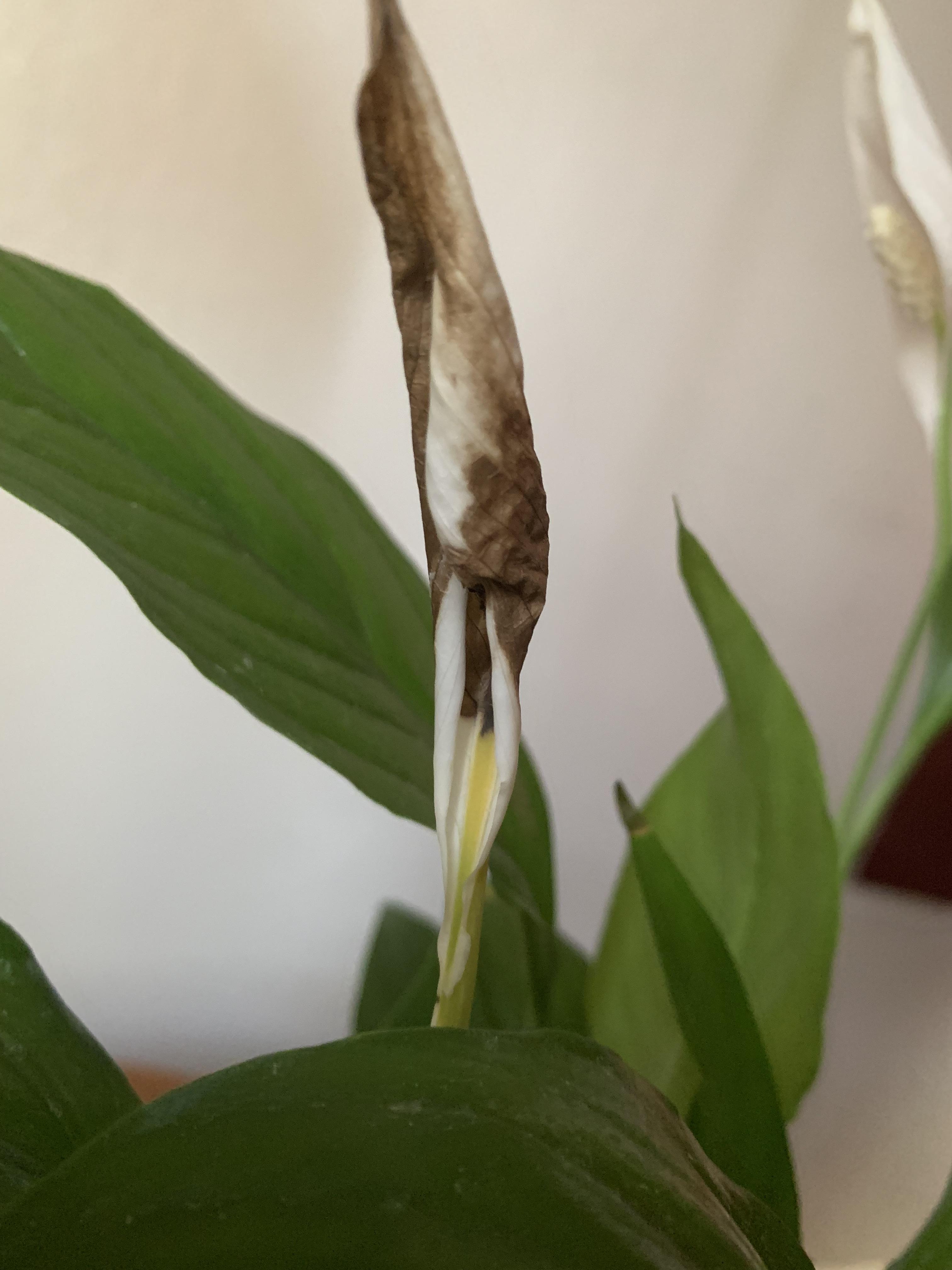 My peace lily didn’t bloom, instead turned brown ) r/plantclinic