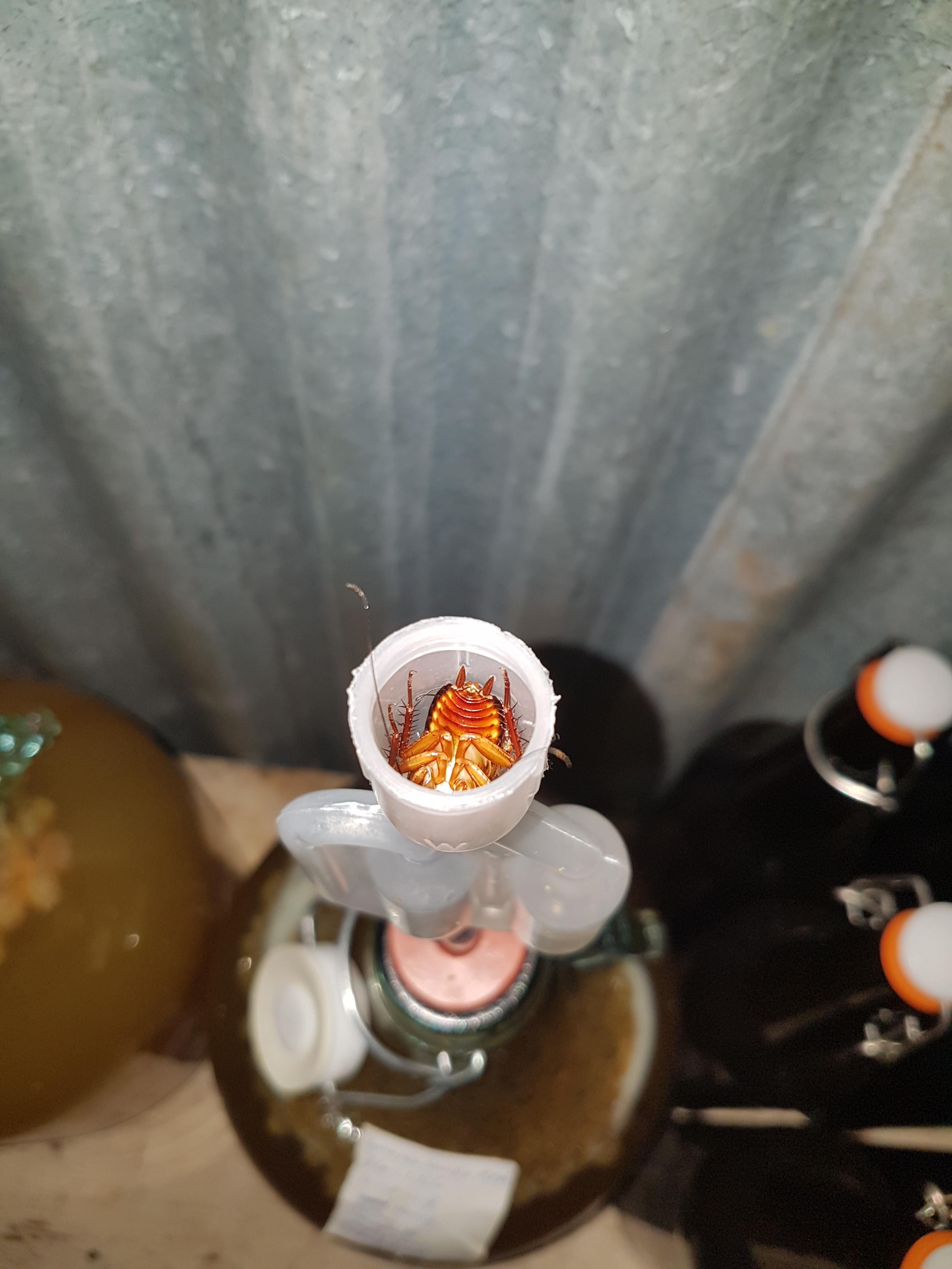 This is why you use a proper airlock when brewing. r/mead