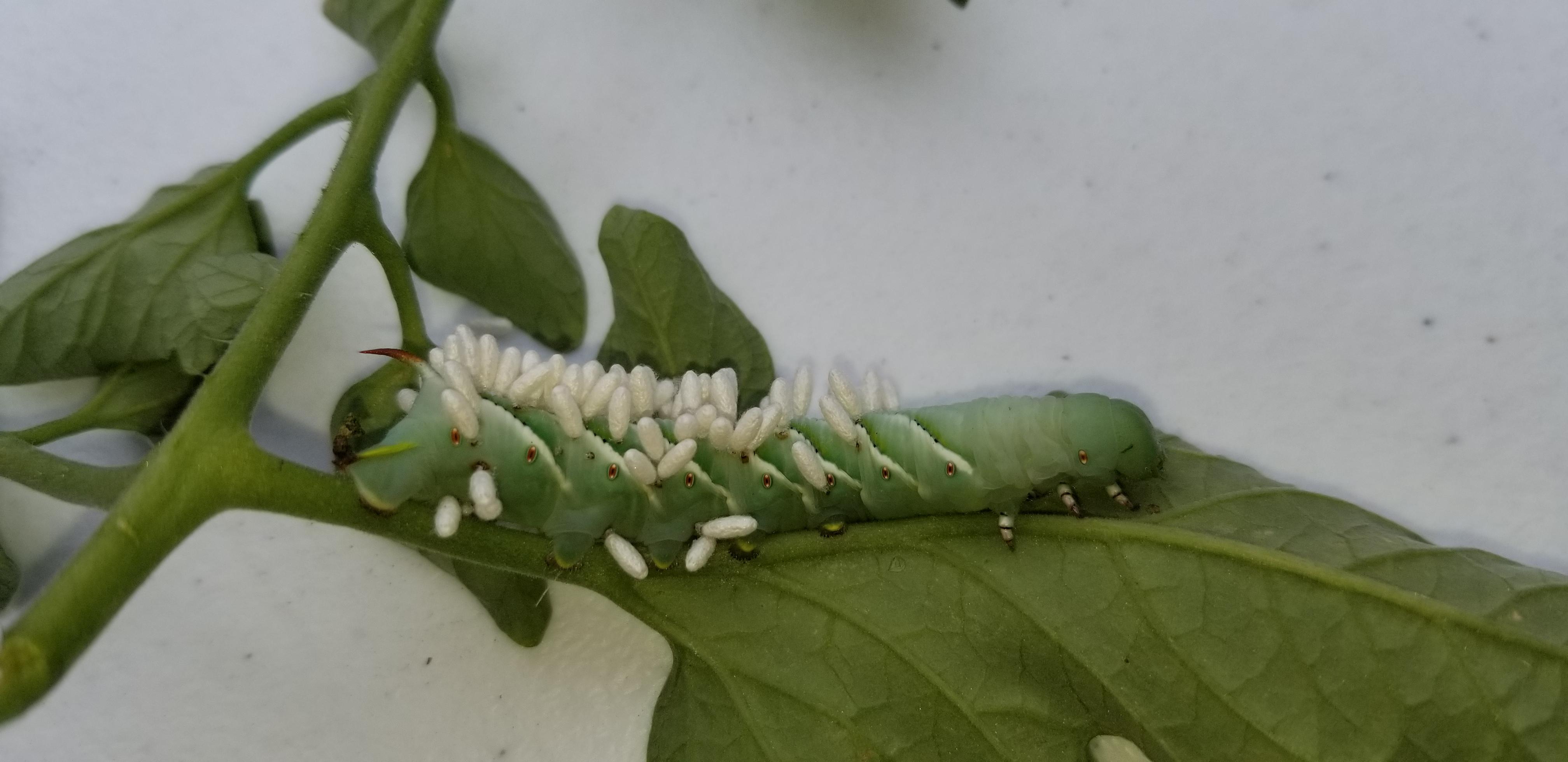 Tomato Hornworm Infested With Braconid Wasp Eggs That Hatch And Eat It