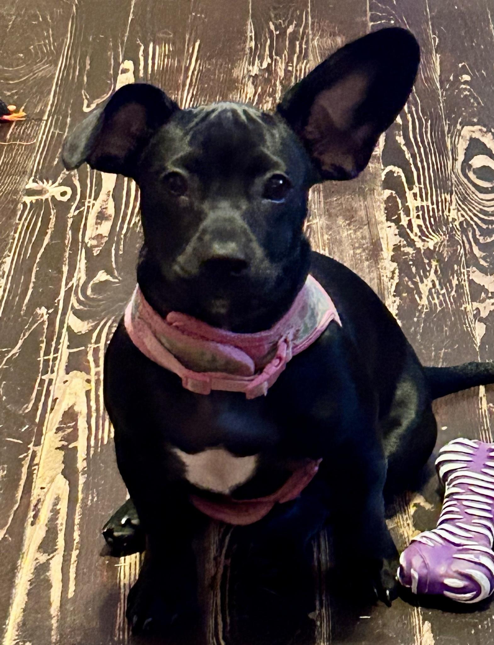 French Bulldog Dachshund Mix