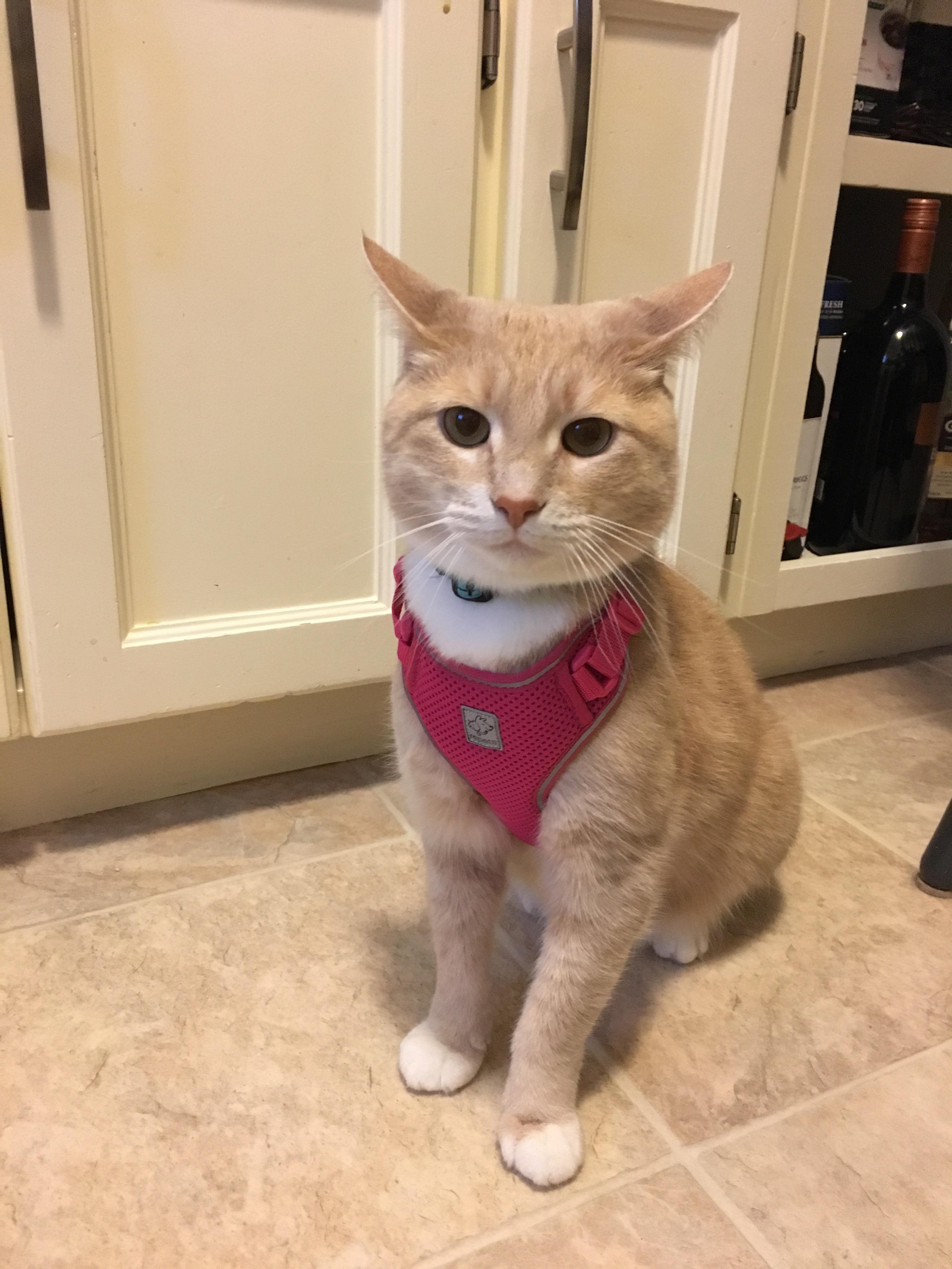 He hates me, his harness, and everything in between r/aww