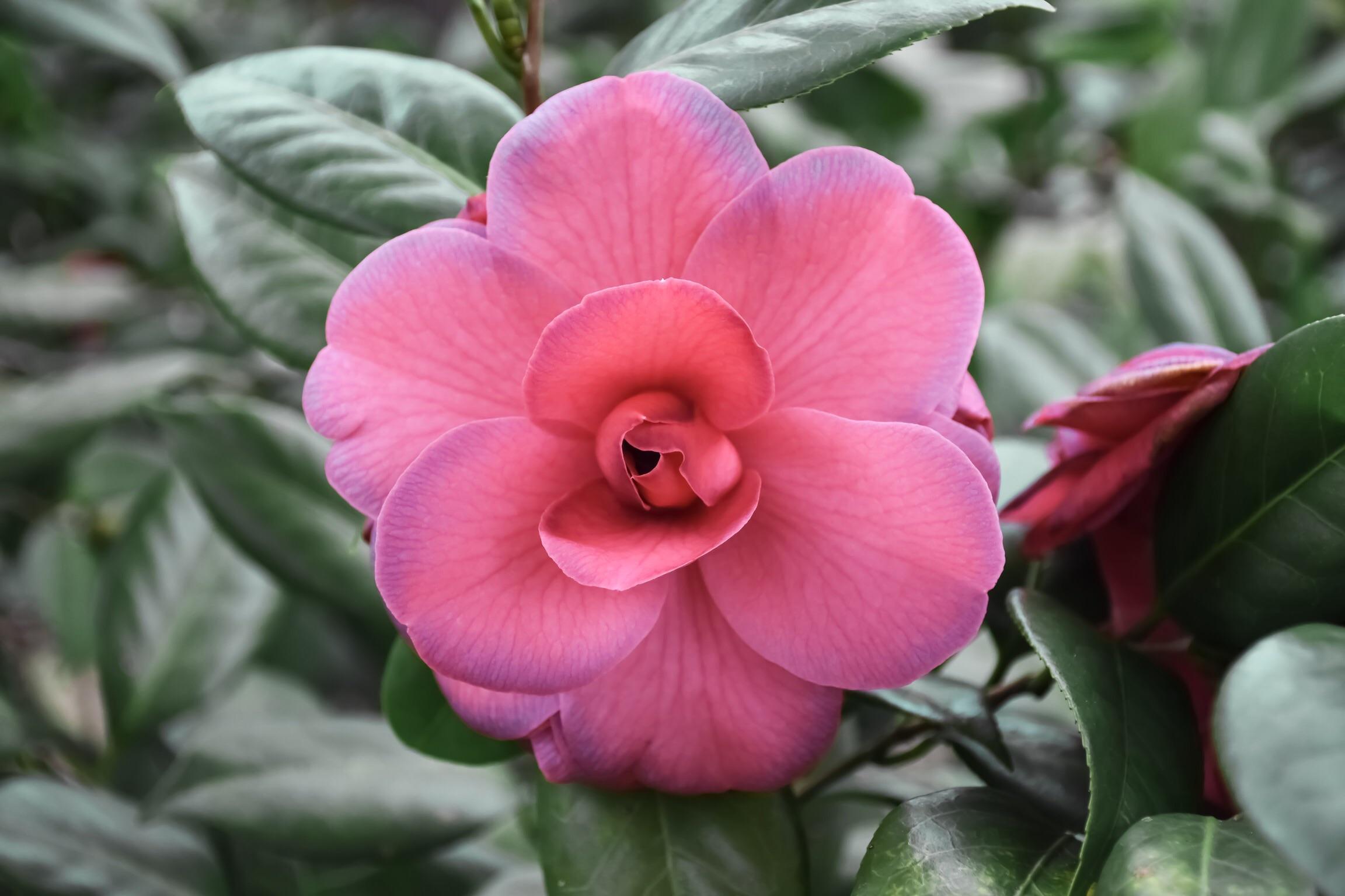 First camellia flowers of the year! r/gardening
