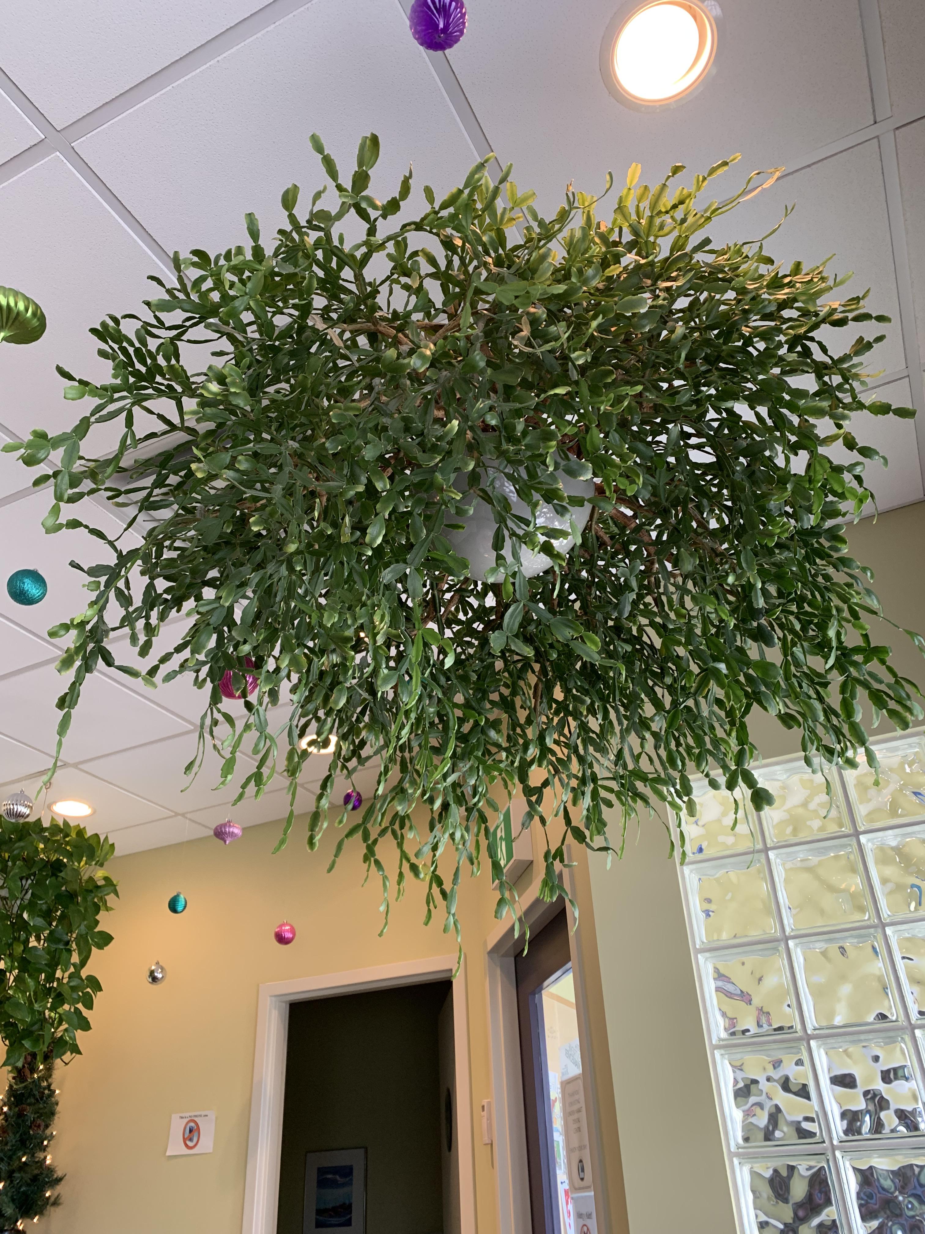 Tremendous Christmas cactus hanging from the ceiling at my dentist