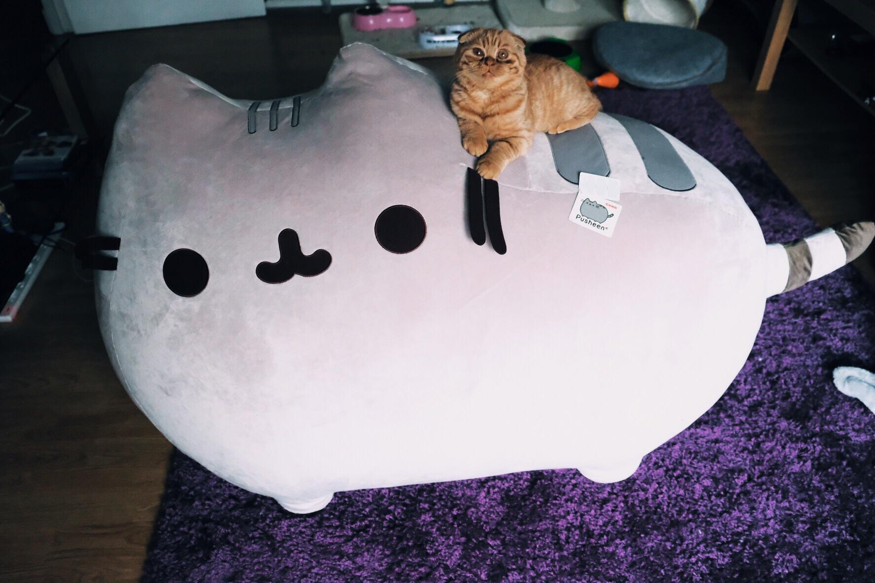 Invested in the giant jumbo pusheen (cat for size reference) thought