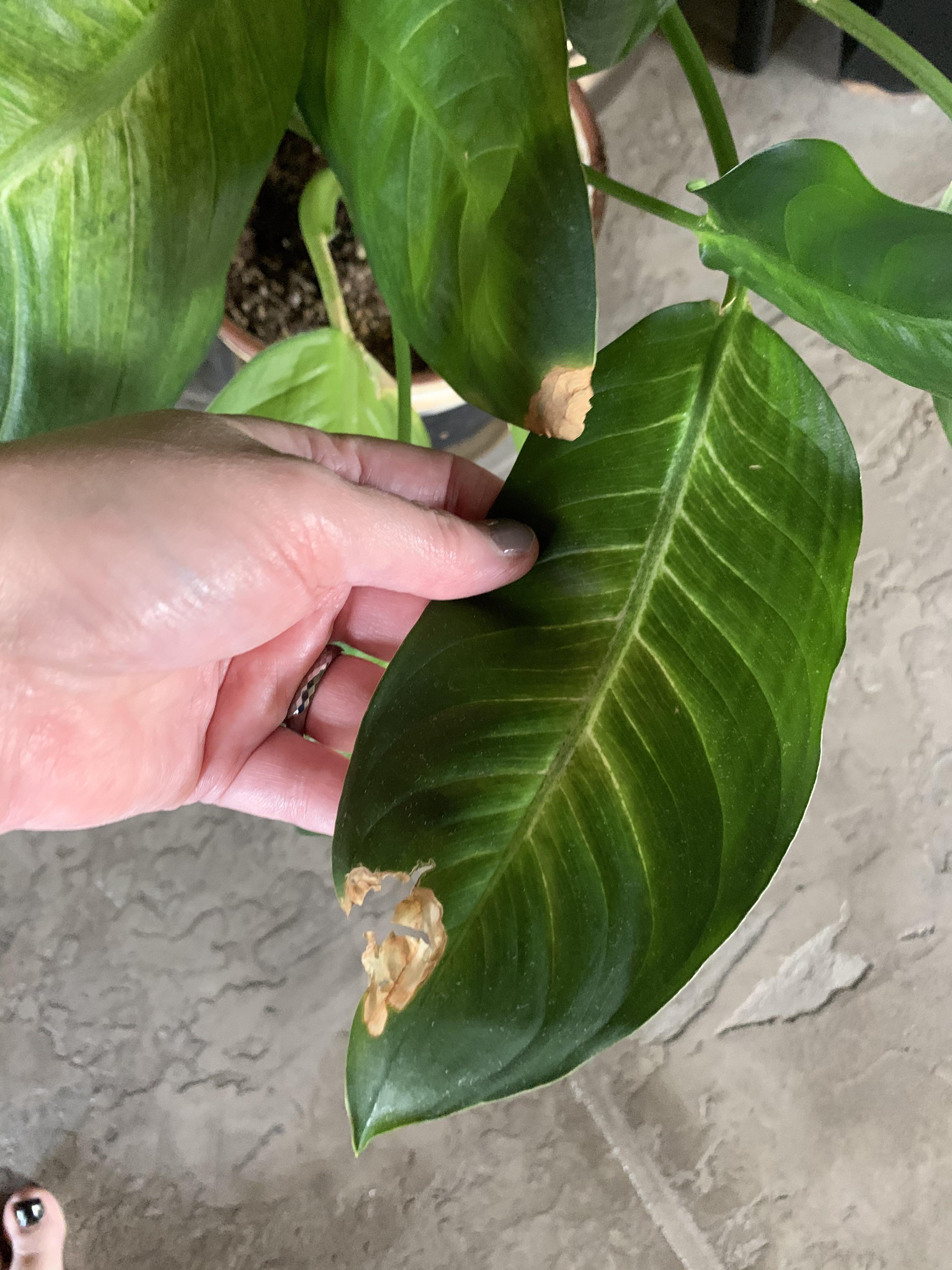 My dieffenbachia has these brown crispy spots on some of the leaves