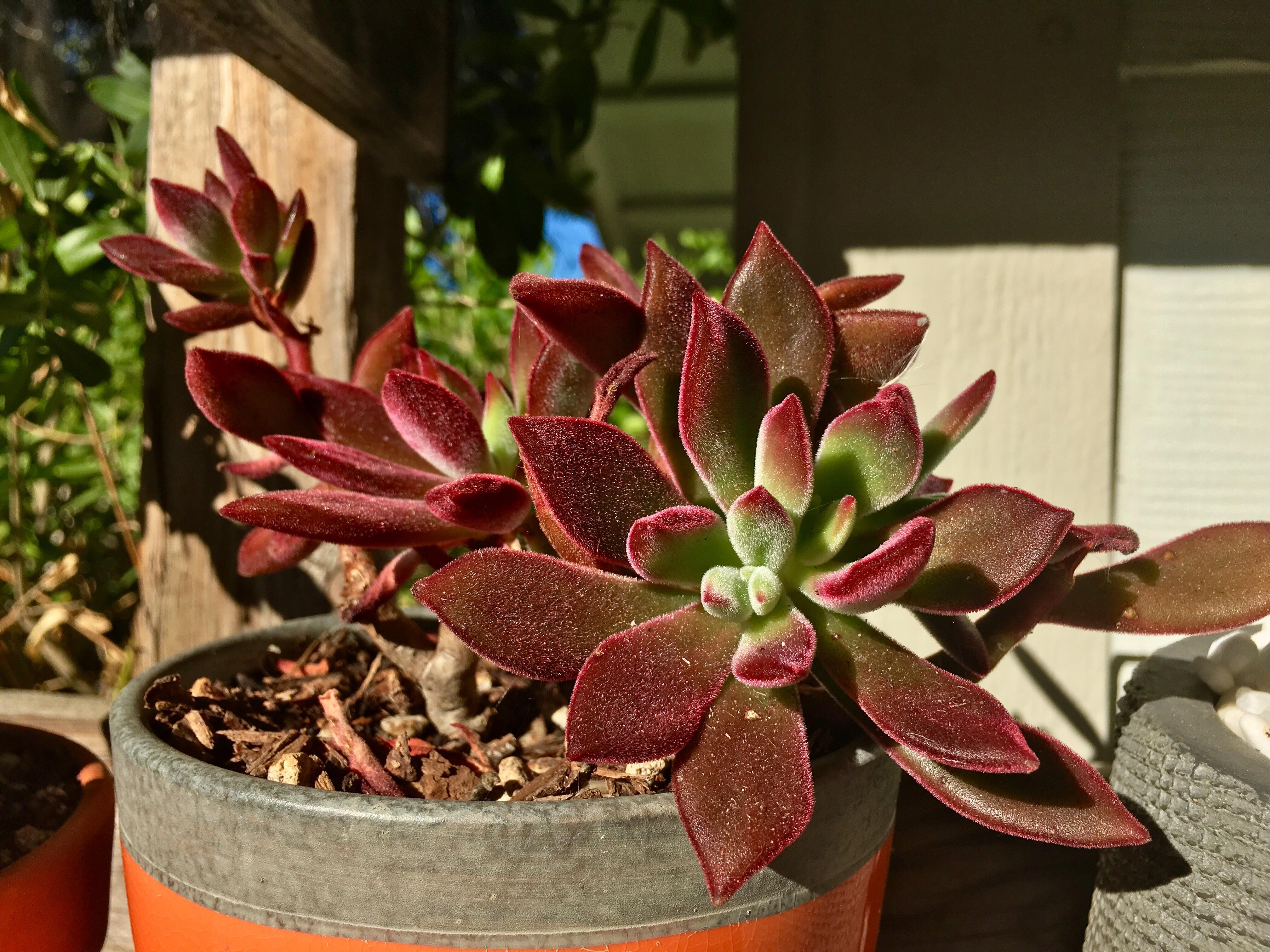 My Echeveria Red Velvet showing off its velvety Maroon colors r