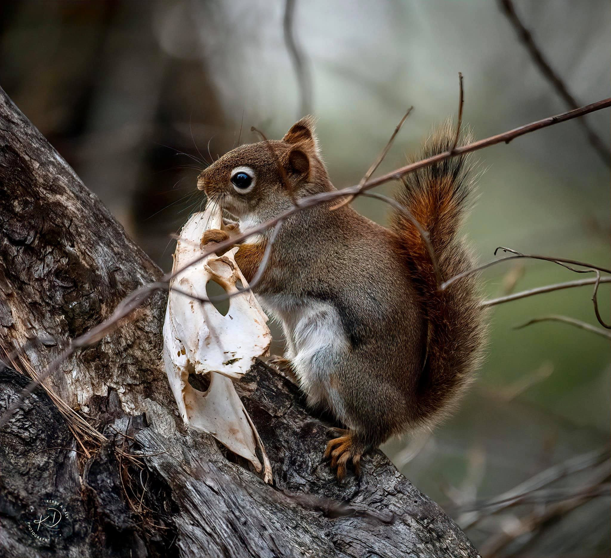 Squirrels eat bones for the minerals r/Awwducational