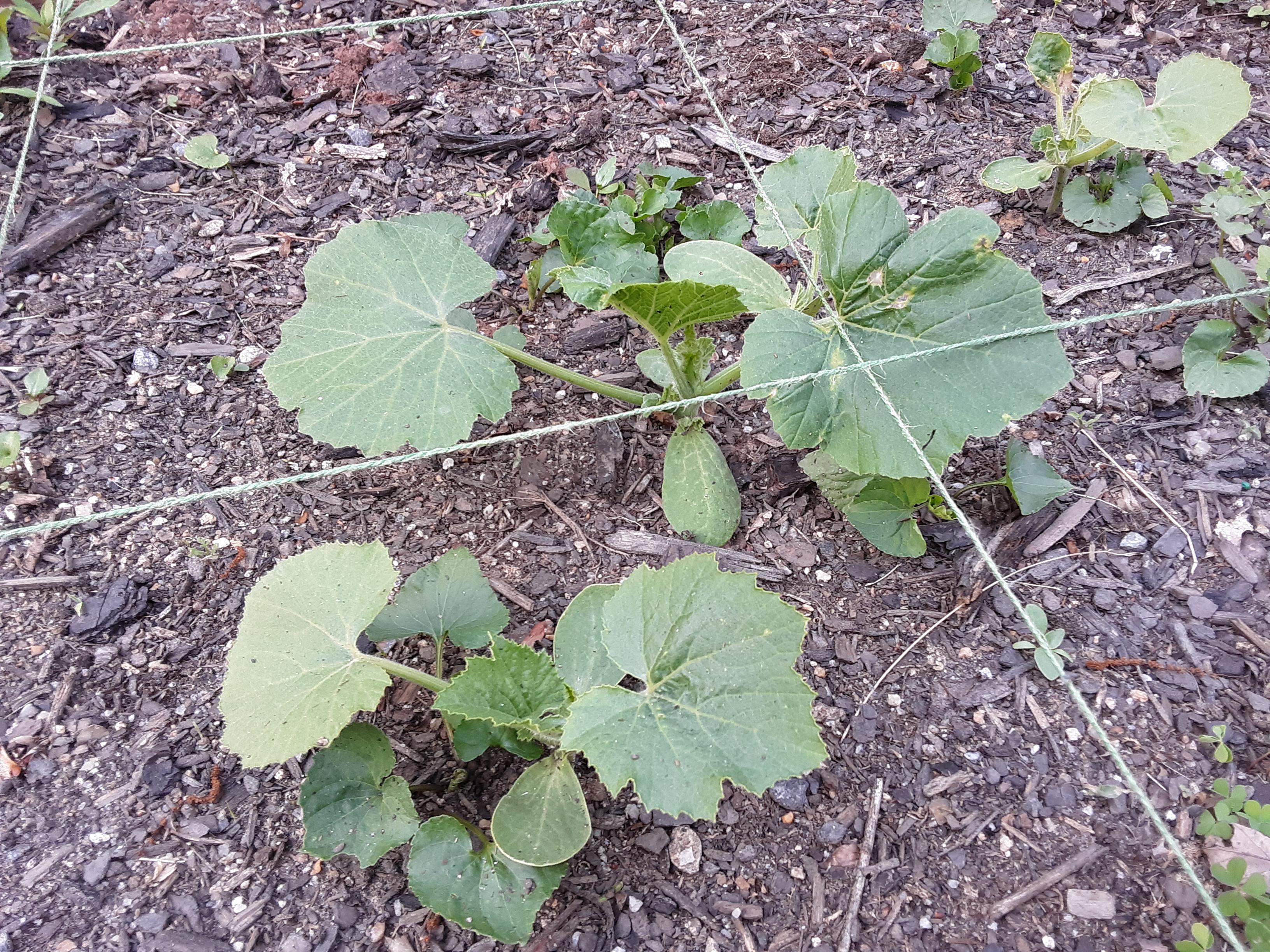 Are these weeds? Or did the pumpkin I threw into the compost have kids