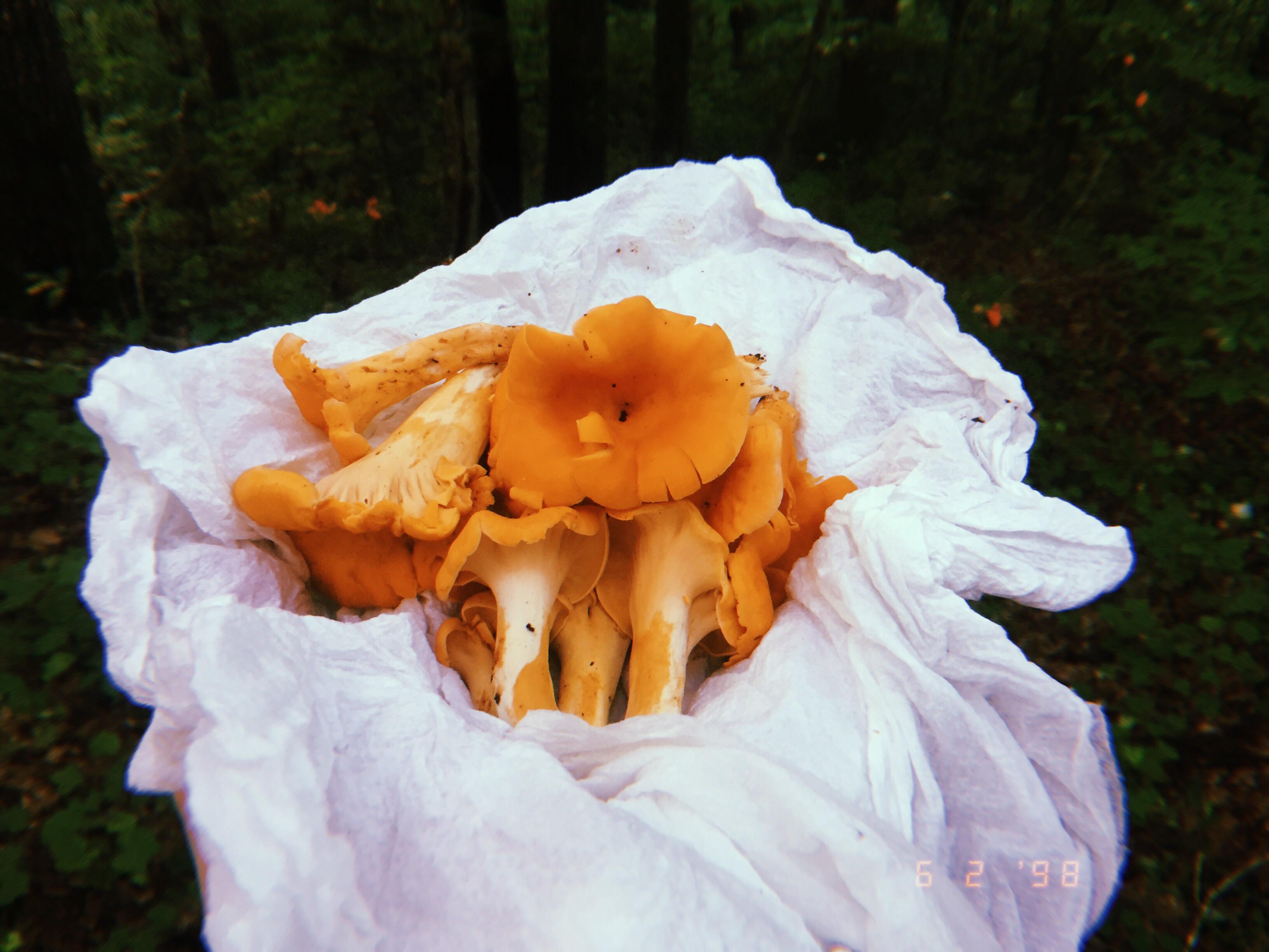 Bringing In a Wonderful Chanterelle Season. r/mushroom_hunting