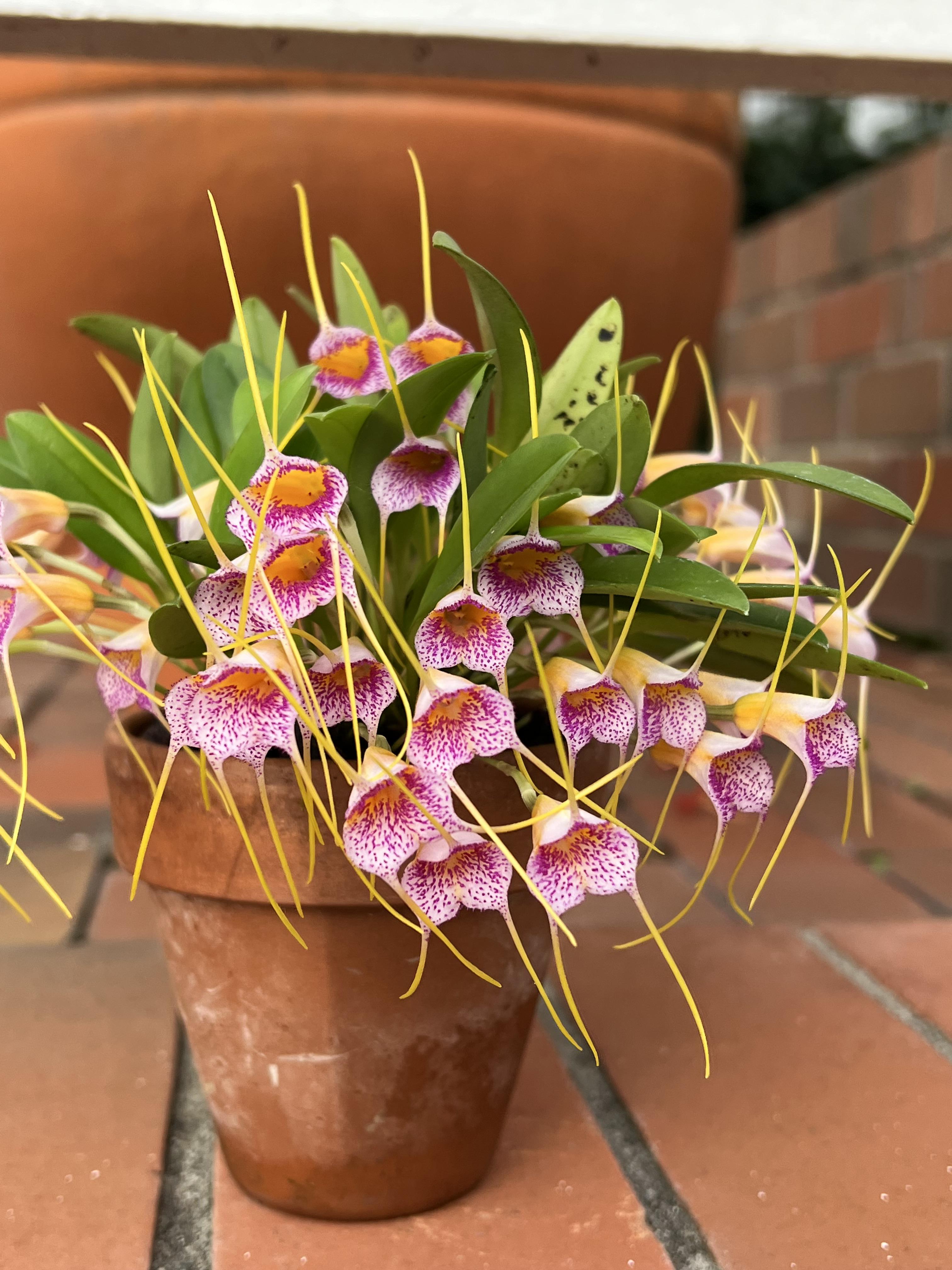 masdevallia confetti is pumping this autumn! the scent fills the whole