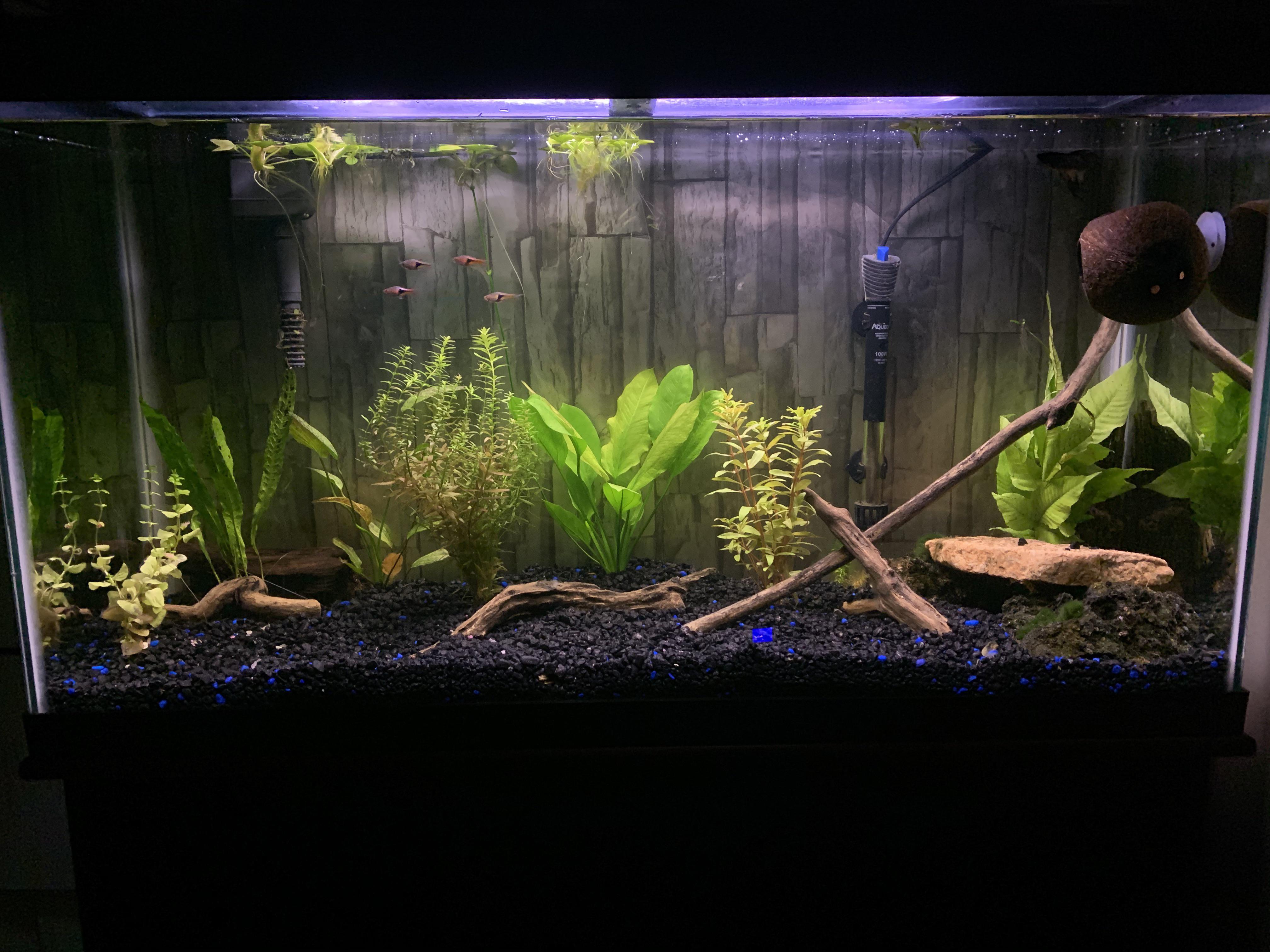 So I just got 6 kuhli loaches for my tank. I’m currently using