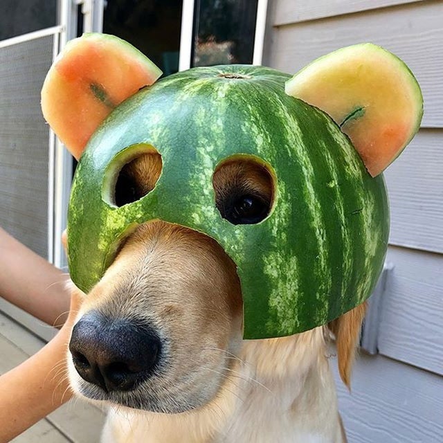 watermelondog to da recuse r/cute
