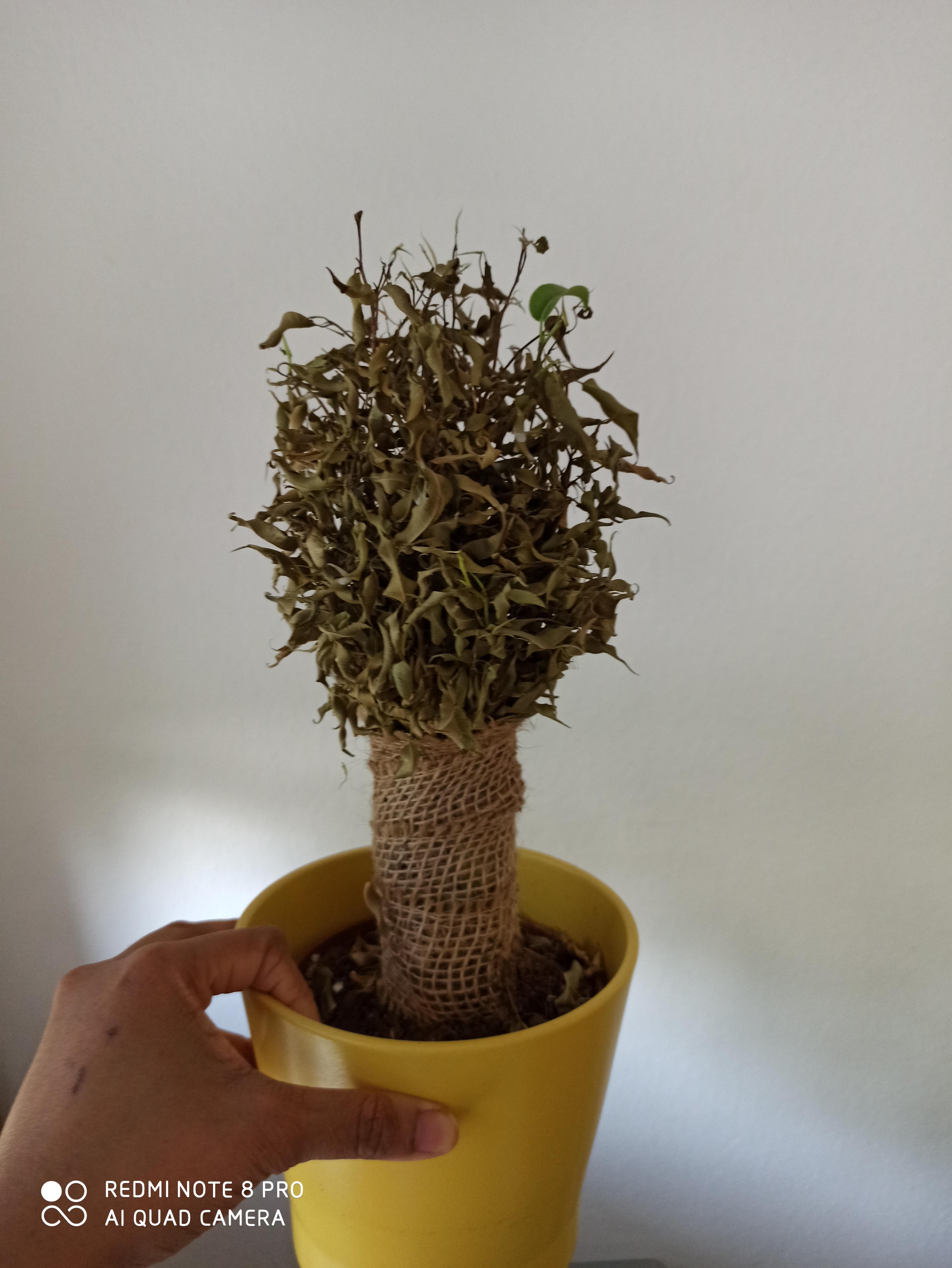 Can this plant come back to life ? Fell sick and didn't water it for a