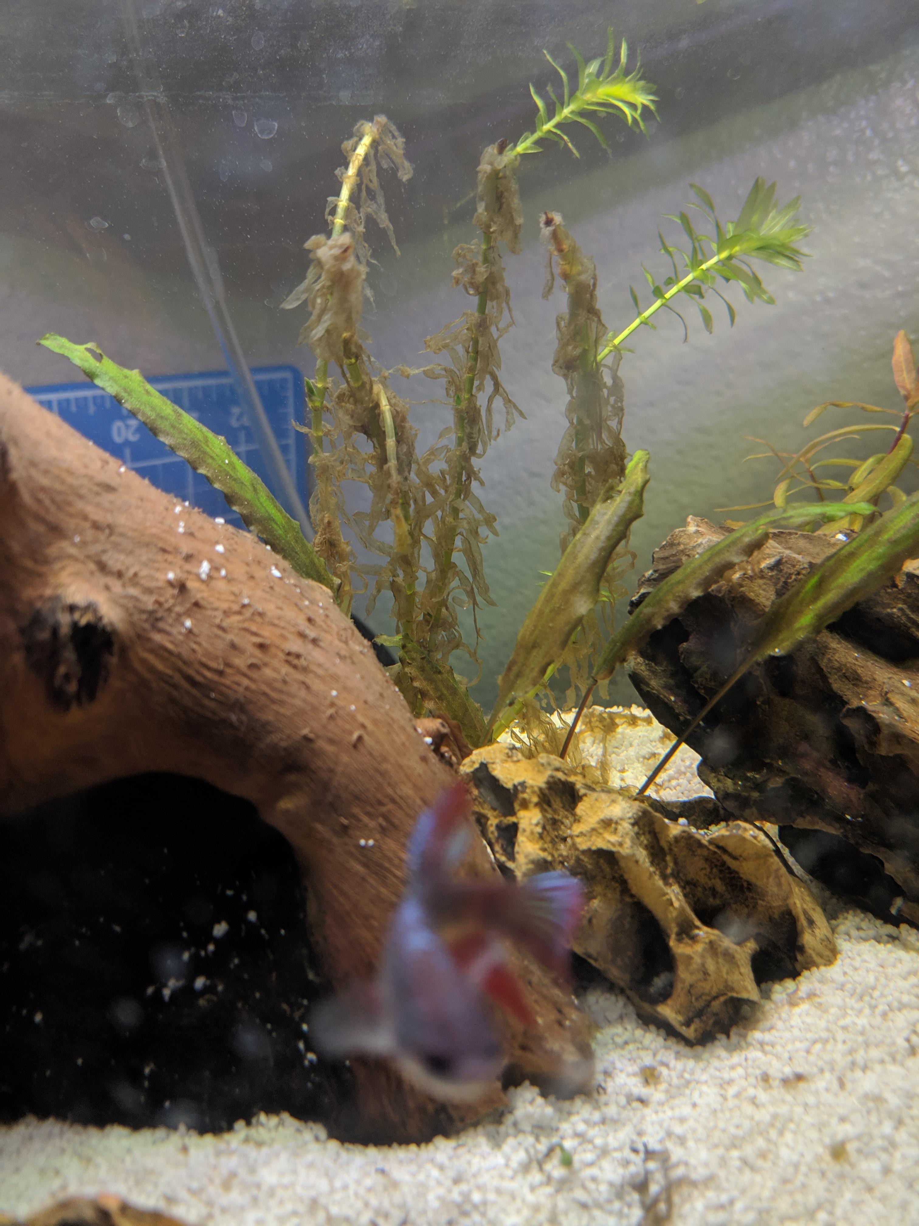 Is it normal for anacharis to melt in a new tank? Its already shooting