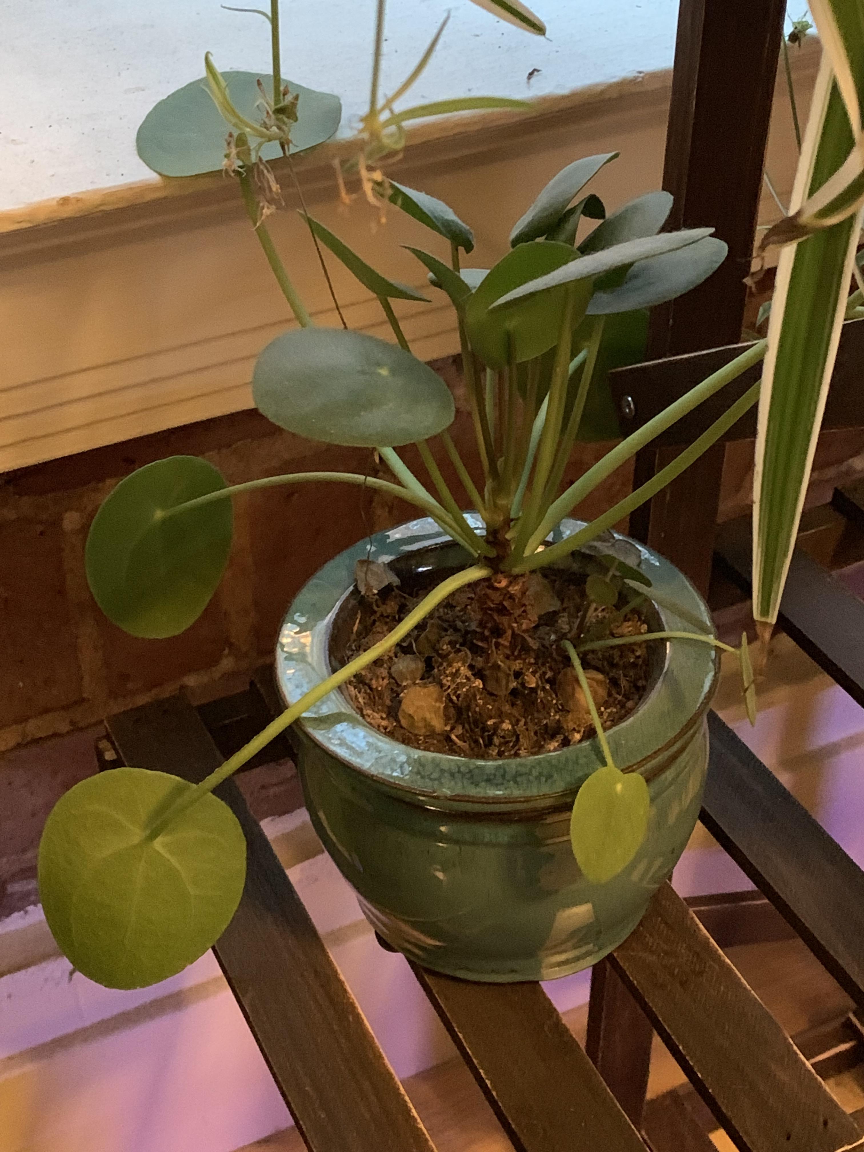 What’s wrong with my Pilea? The leaves keep dropping, turning yellow