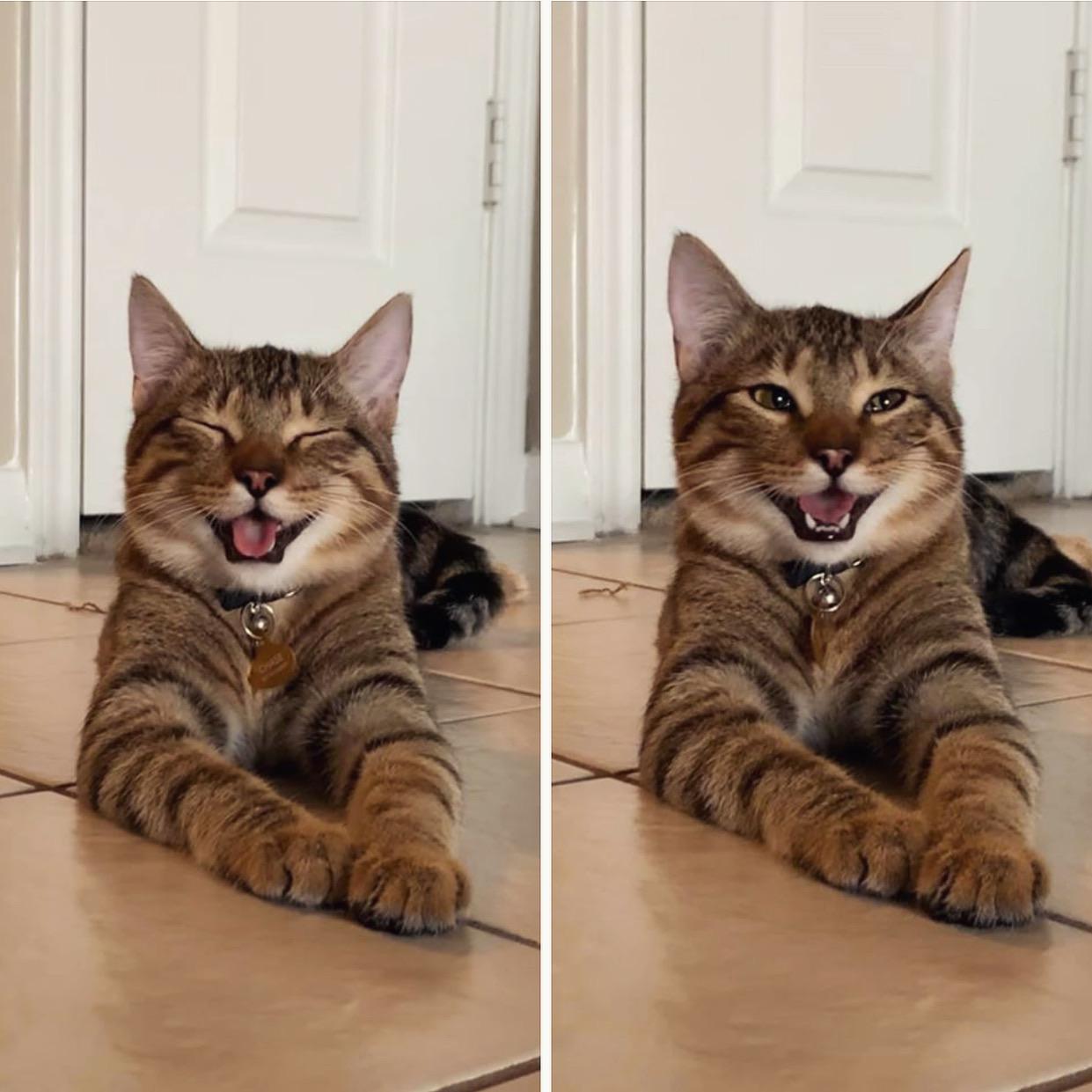 My cat looks like he just told his favorite joke and he’s so proud of himself r/aww