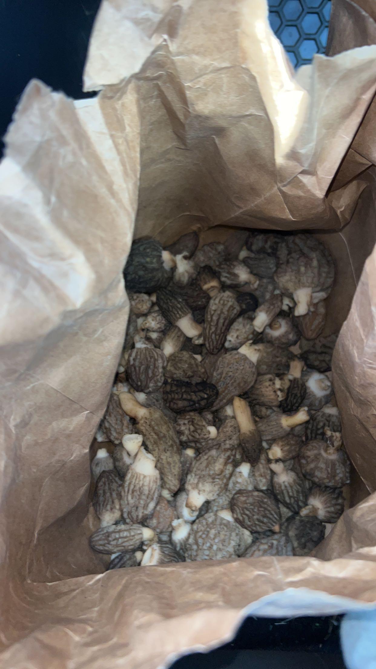 Near portland or r/Morel_Hunting