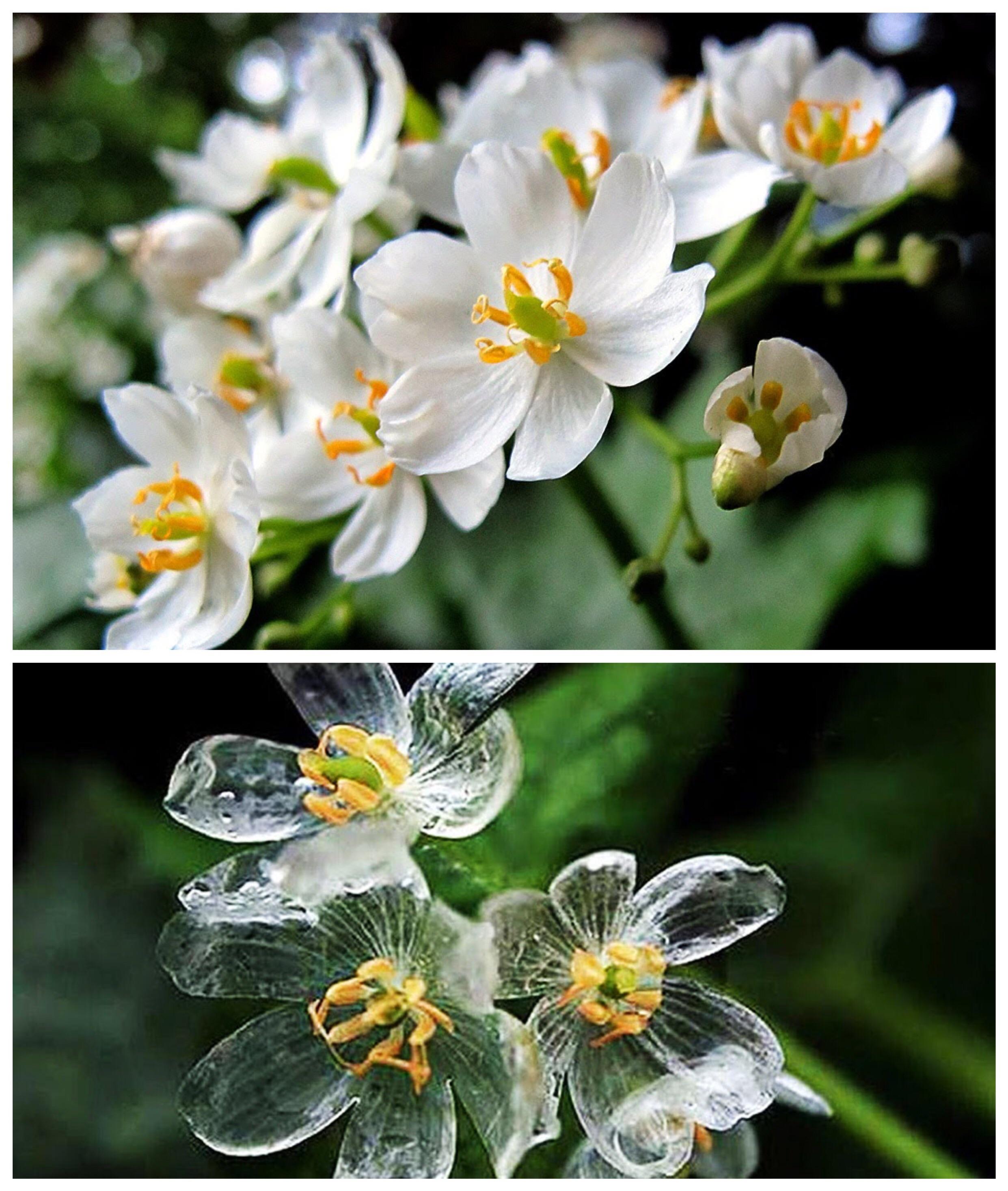 The Skeleton Flower’s petals transparent when it rains. r/woahdude