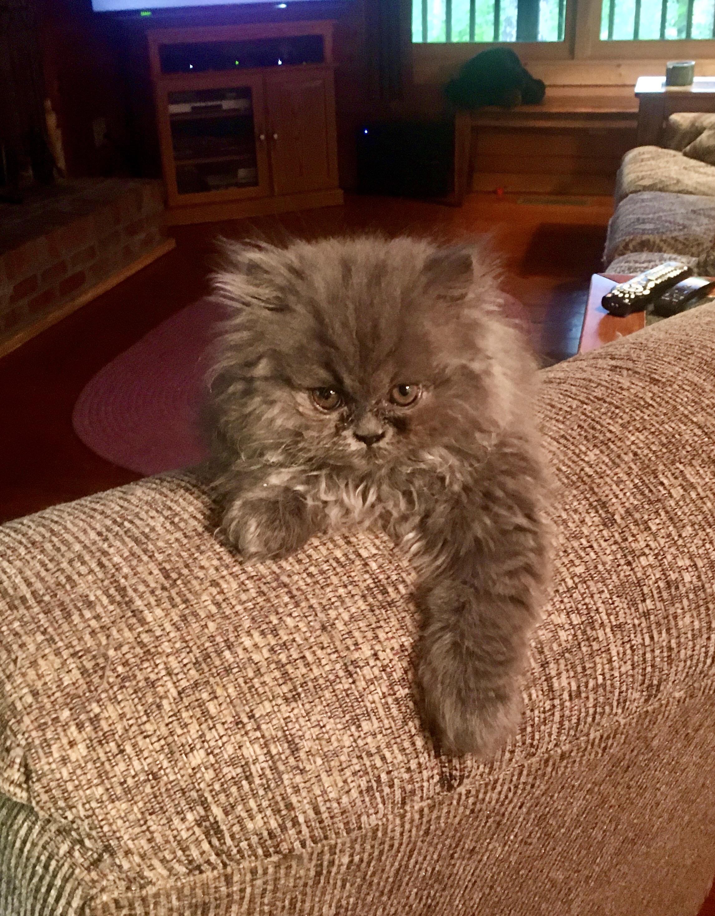 Blue Persian kitten bouncing off the walls! cats