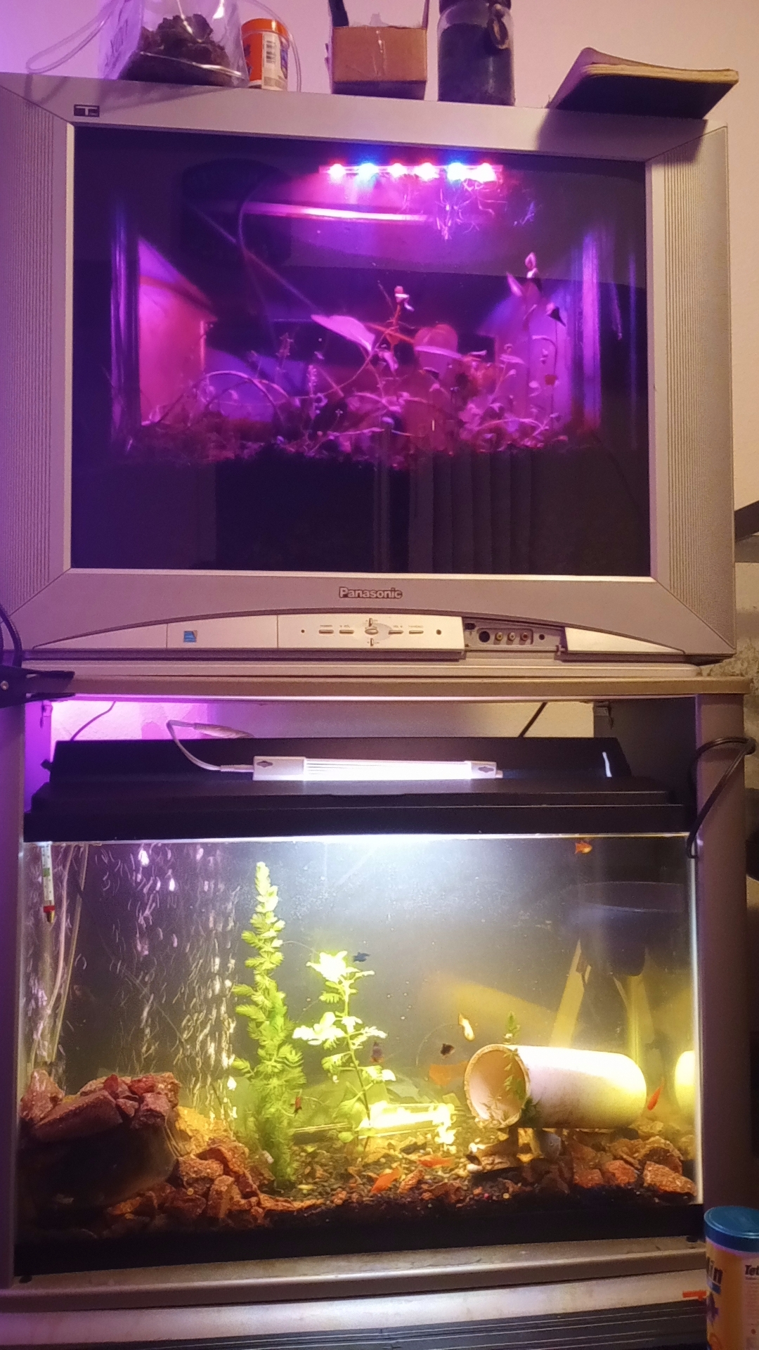 TV Terrarium 1.5 years update r/terrariums