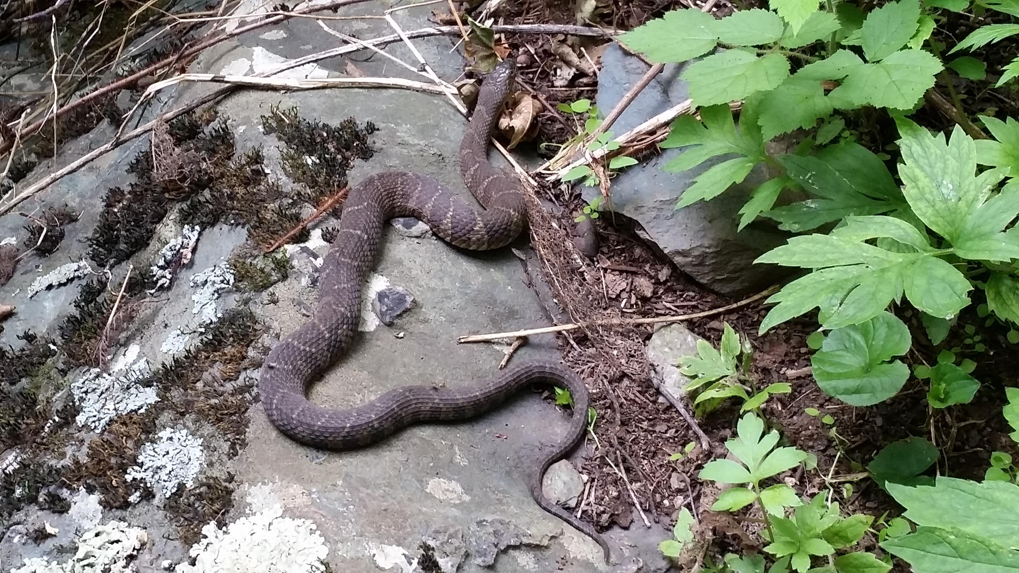 Yellowstone National Park Snakes