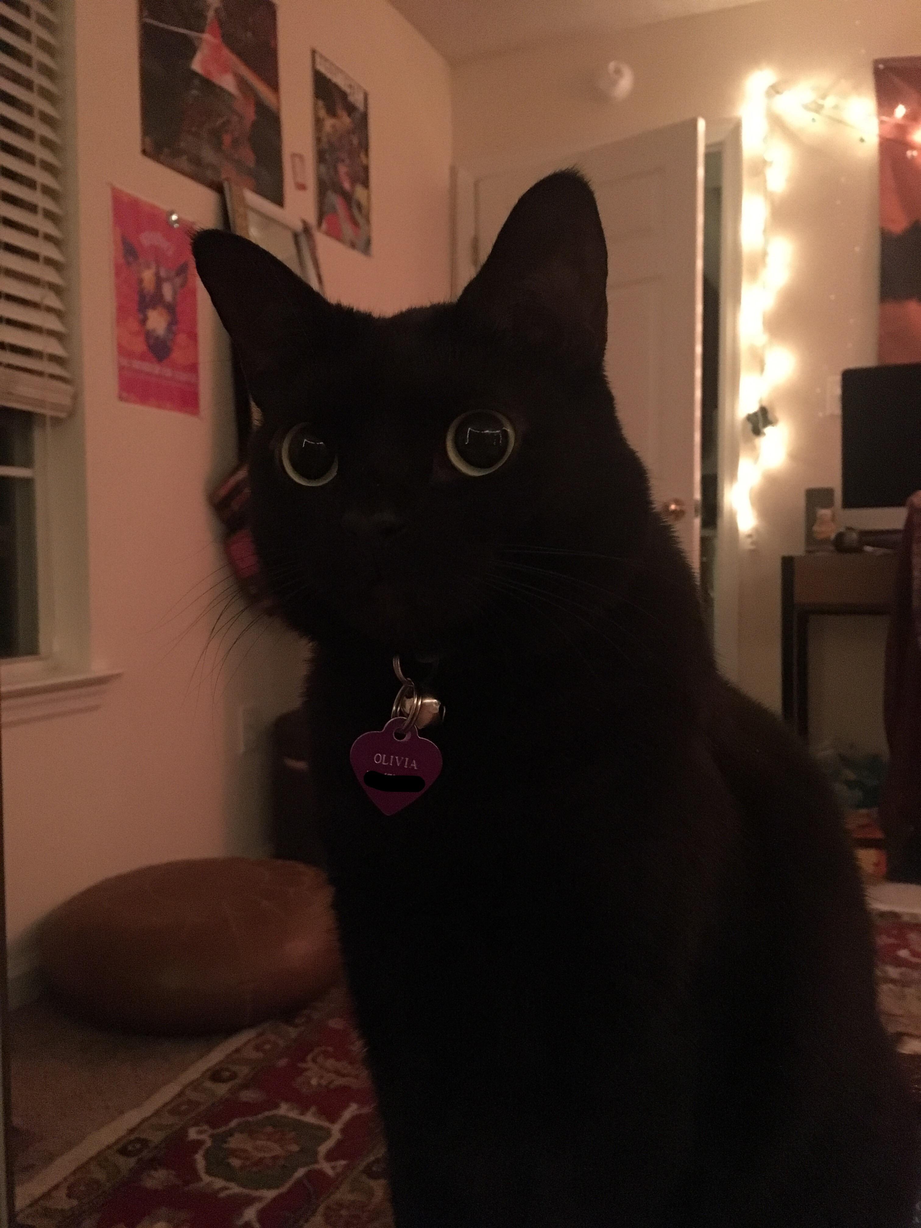 saucer eyes! r/blackcats