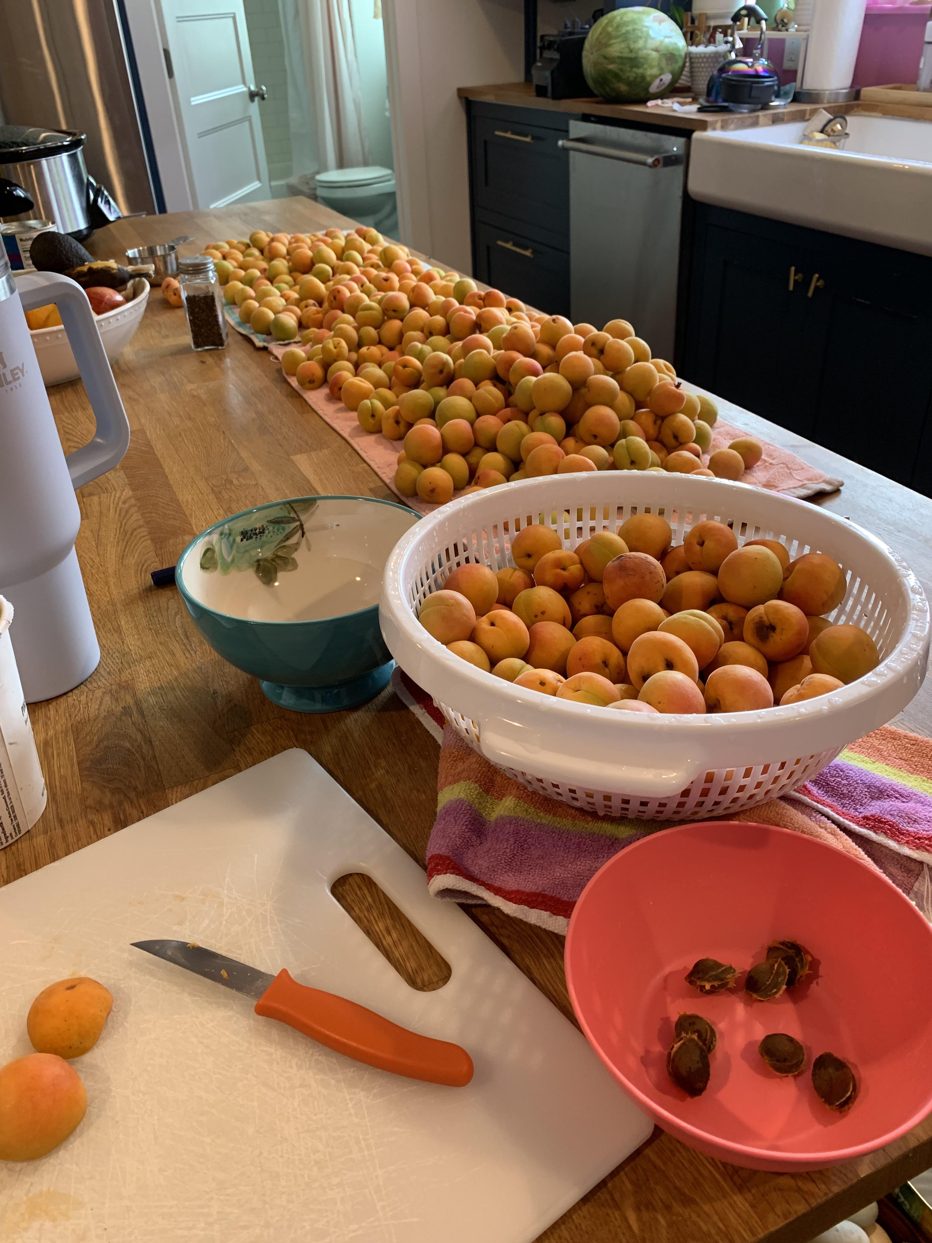 I’ve found worms in some of the apricots I’m cutting up for canning jam