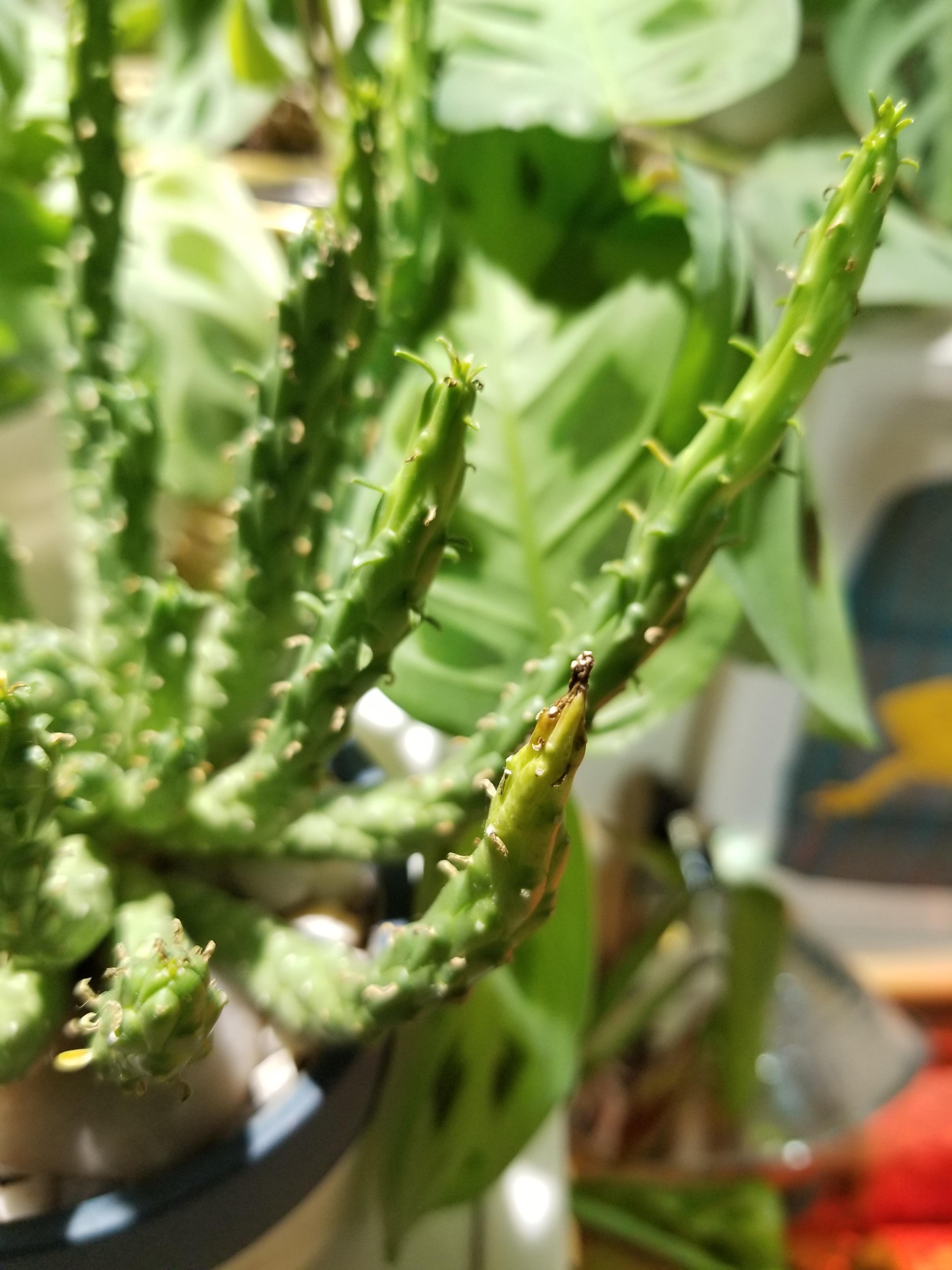 Any idea why my euphorbia caputmedusae is starting to shrivel up