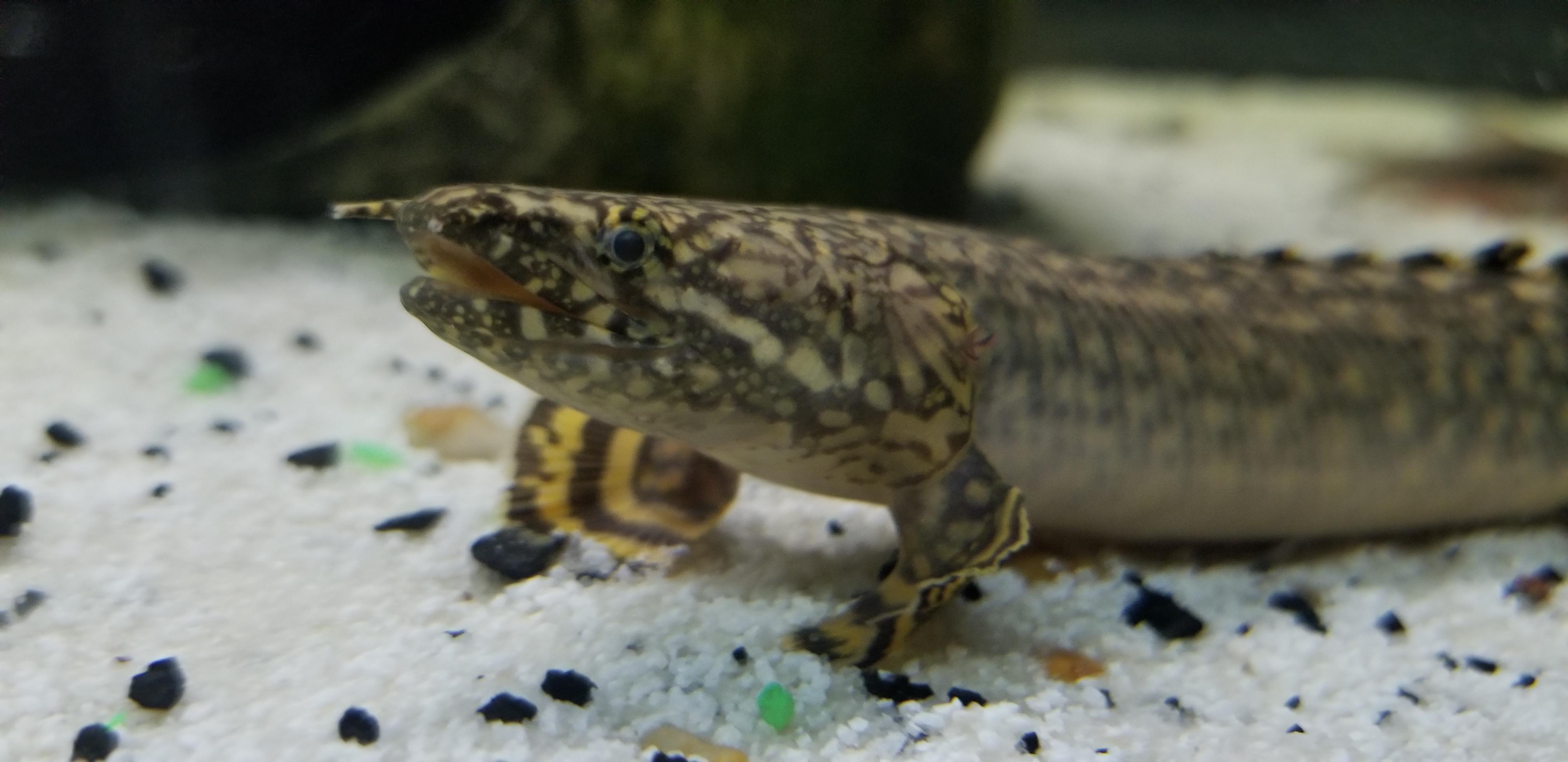Ornate bichir r/Aquariums