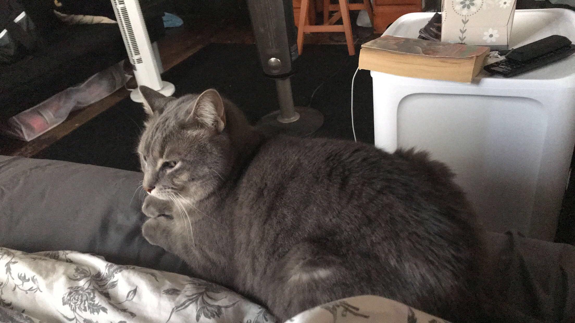 Can A Cat Die From A Broken Neck CatWalls