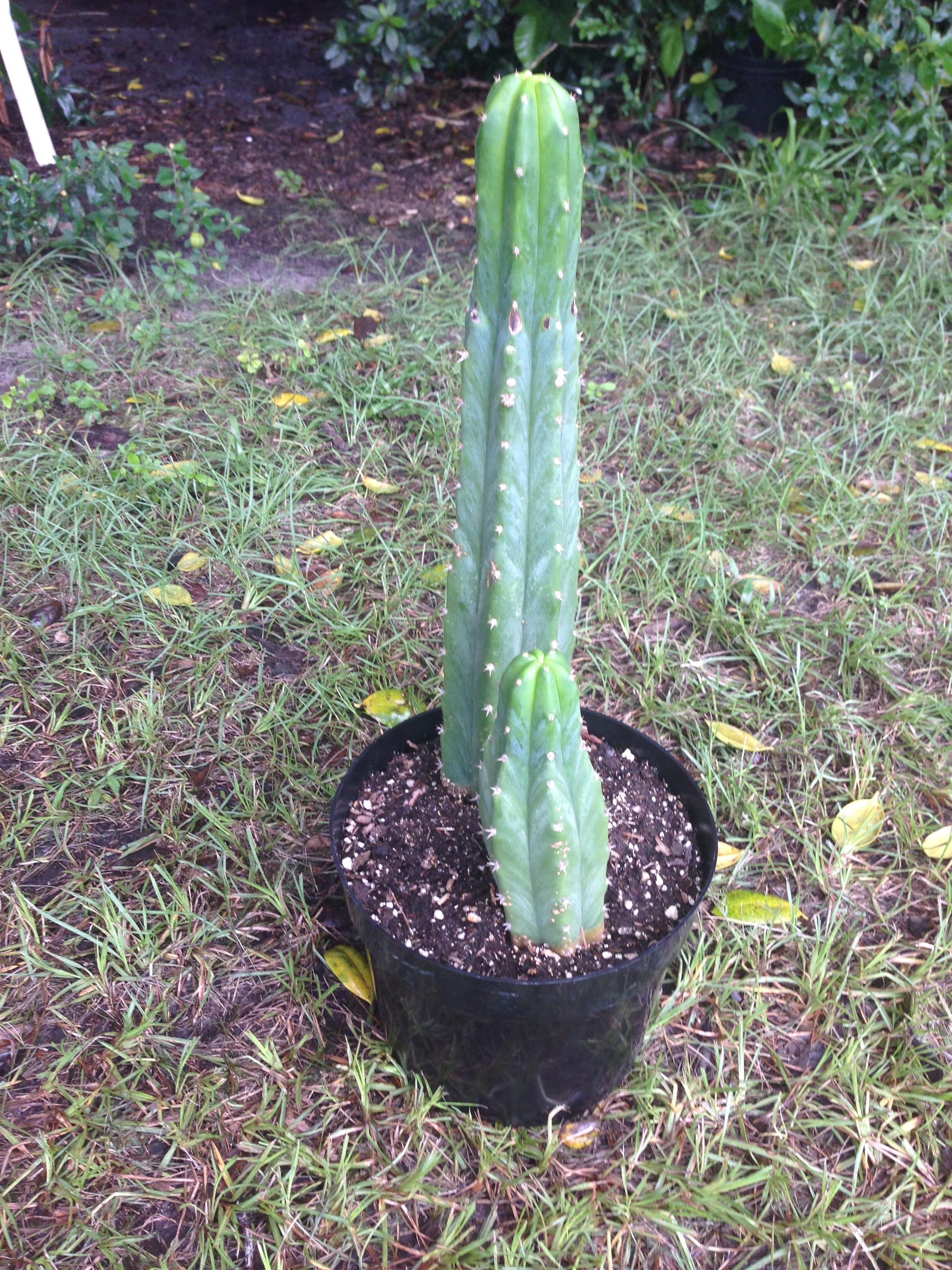 Picked up this San Pedro at Home Depot yesterday. Soil is drenched and