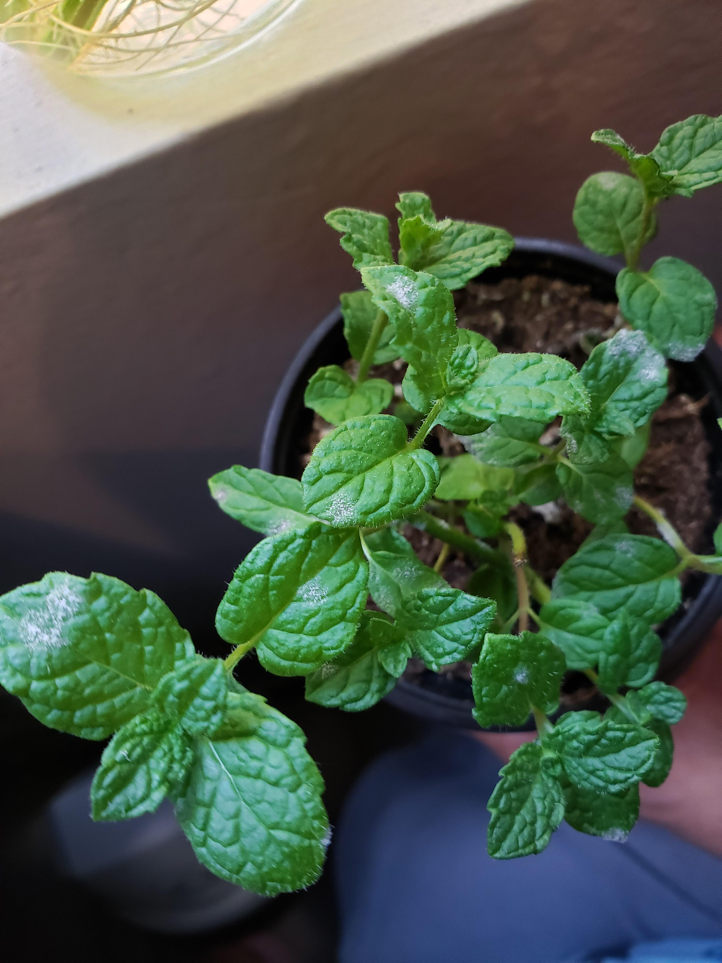 Mint woes. Anyone know what the white stuff on my mint is? I buy potted