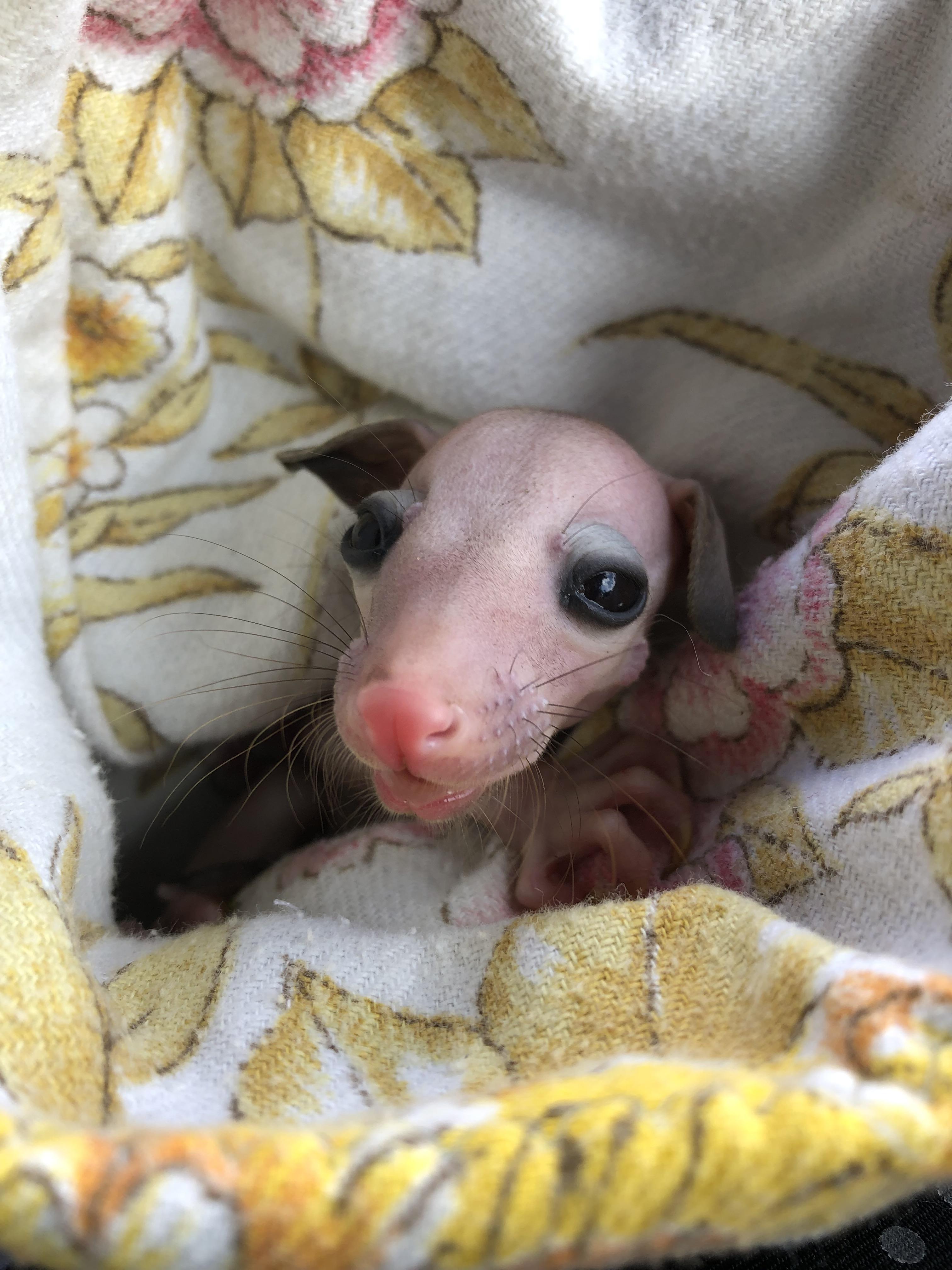 A cute little Brushtail Possum joey australia