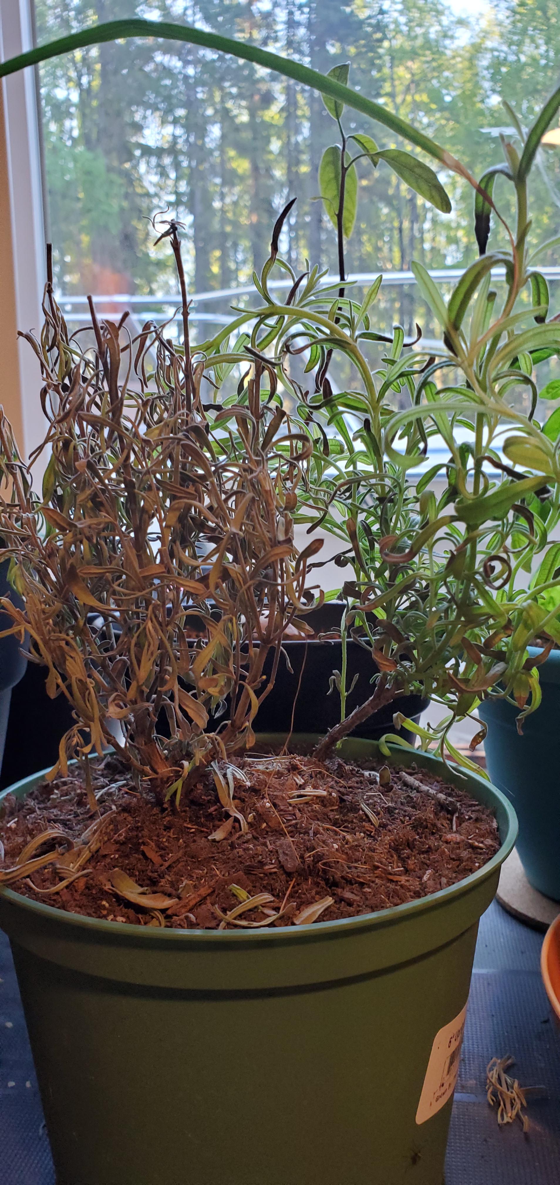 Half my mom's lavender plant died. What do I do? r/plantER