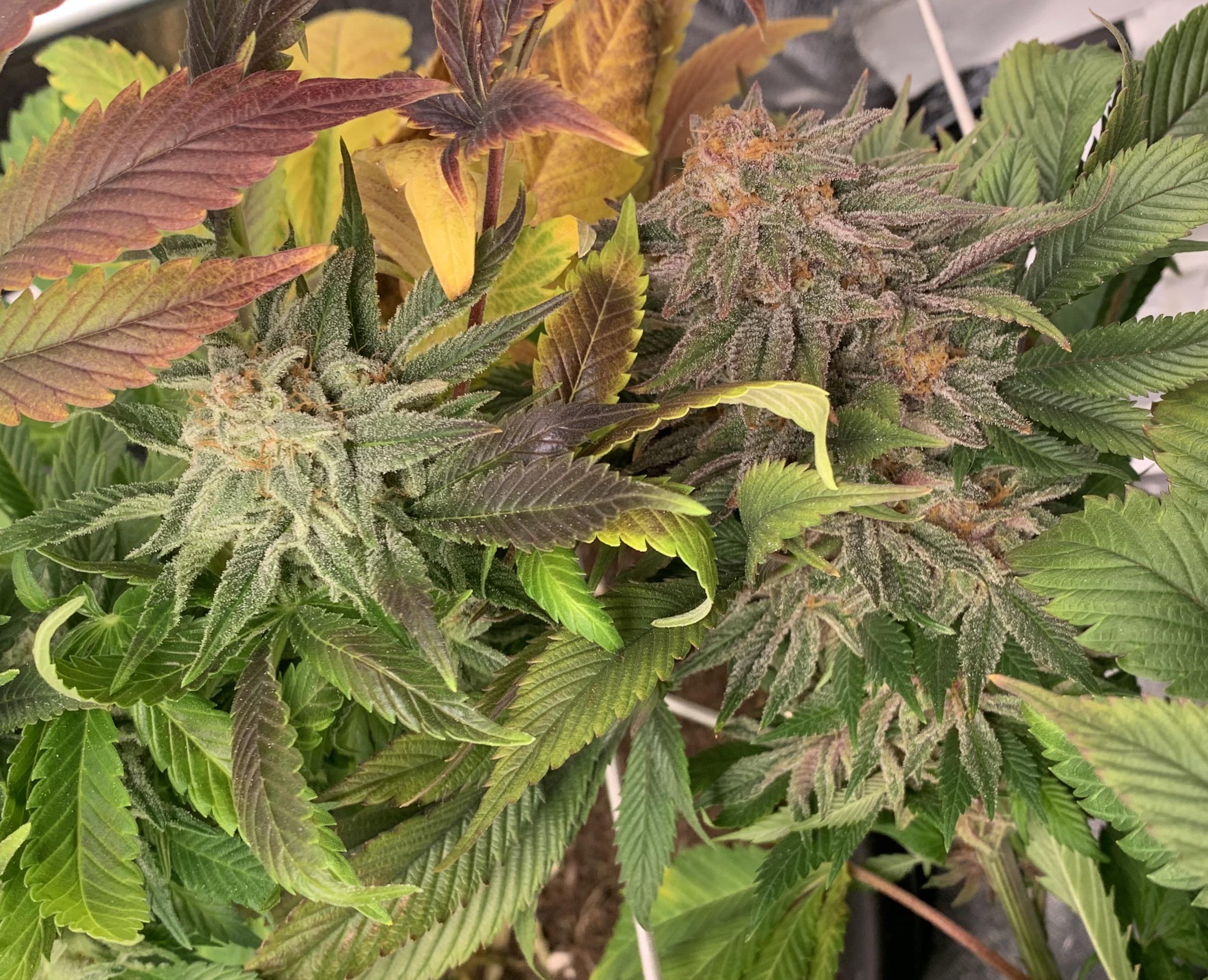 Pink kush vs pink kush r/microgrowery