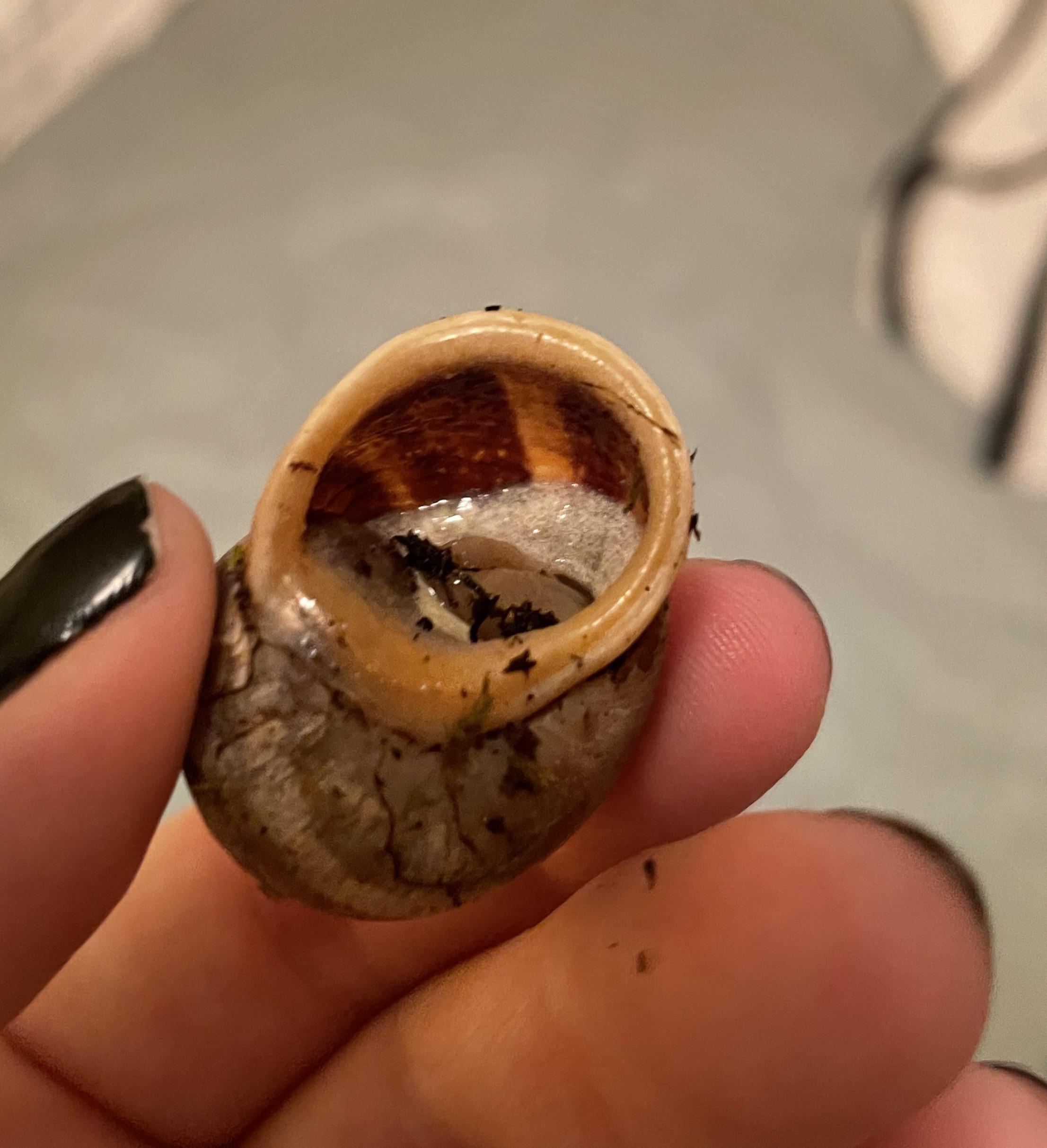 Trigger warning? Deep retraction syndrome… should I euthanize him? He’s