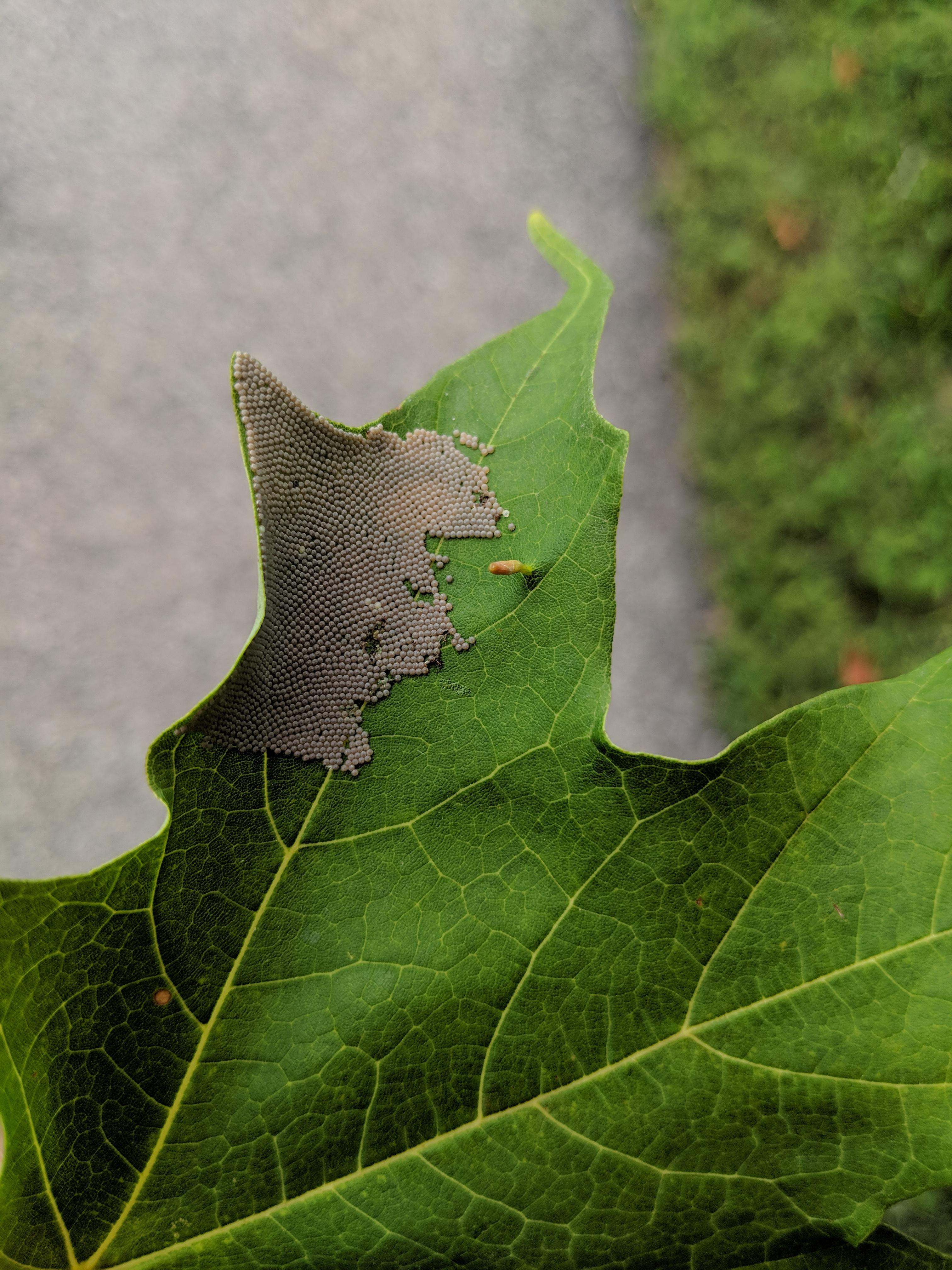 Insect Eggs on a Sugar Maple Leaf mildlyinteresting