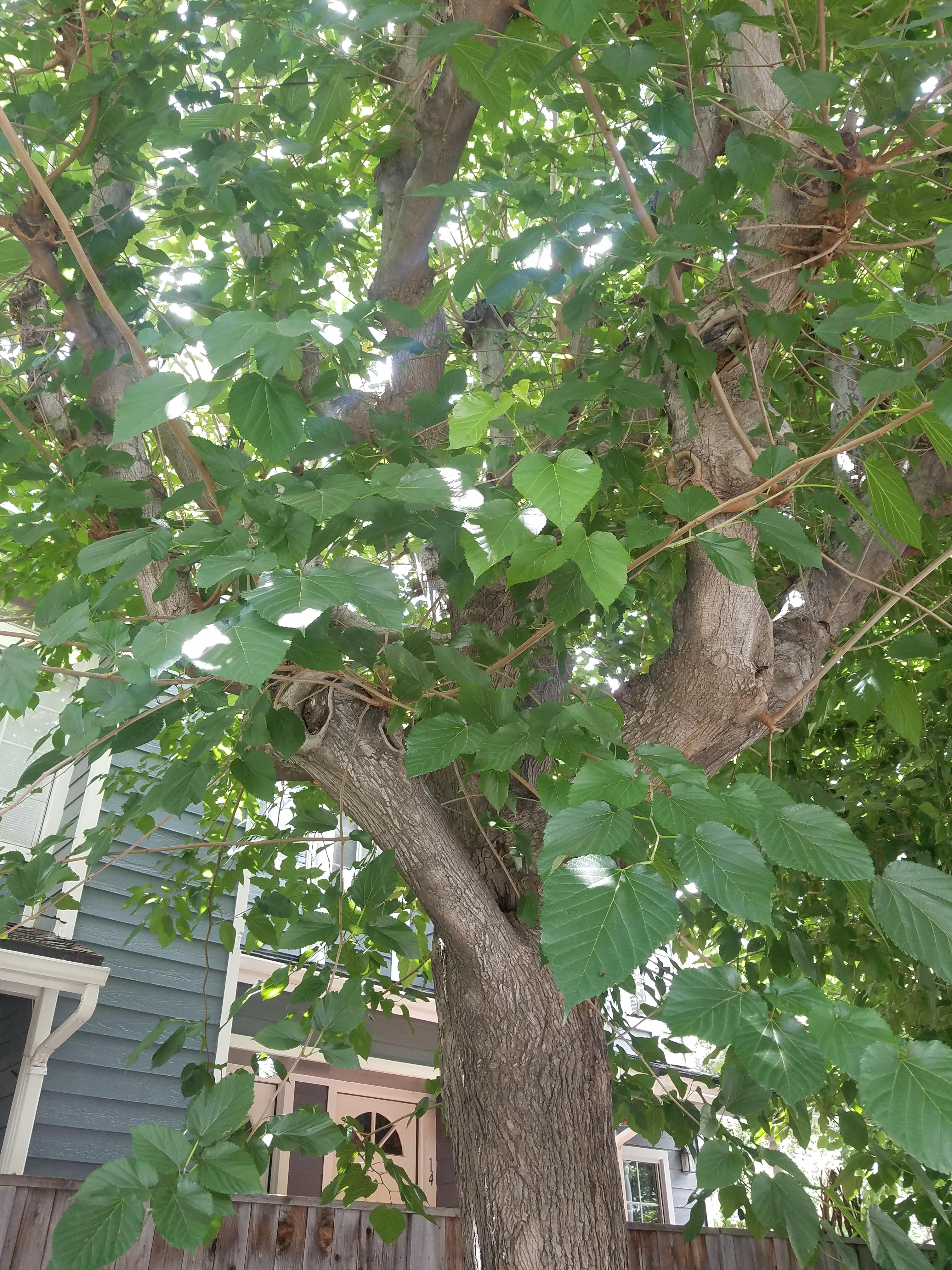 Huge green leaves on a lovely tree (Southern California) r