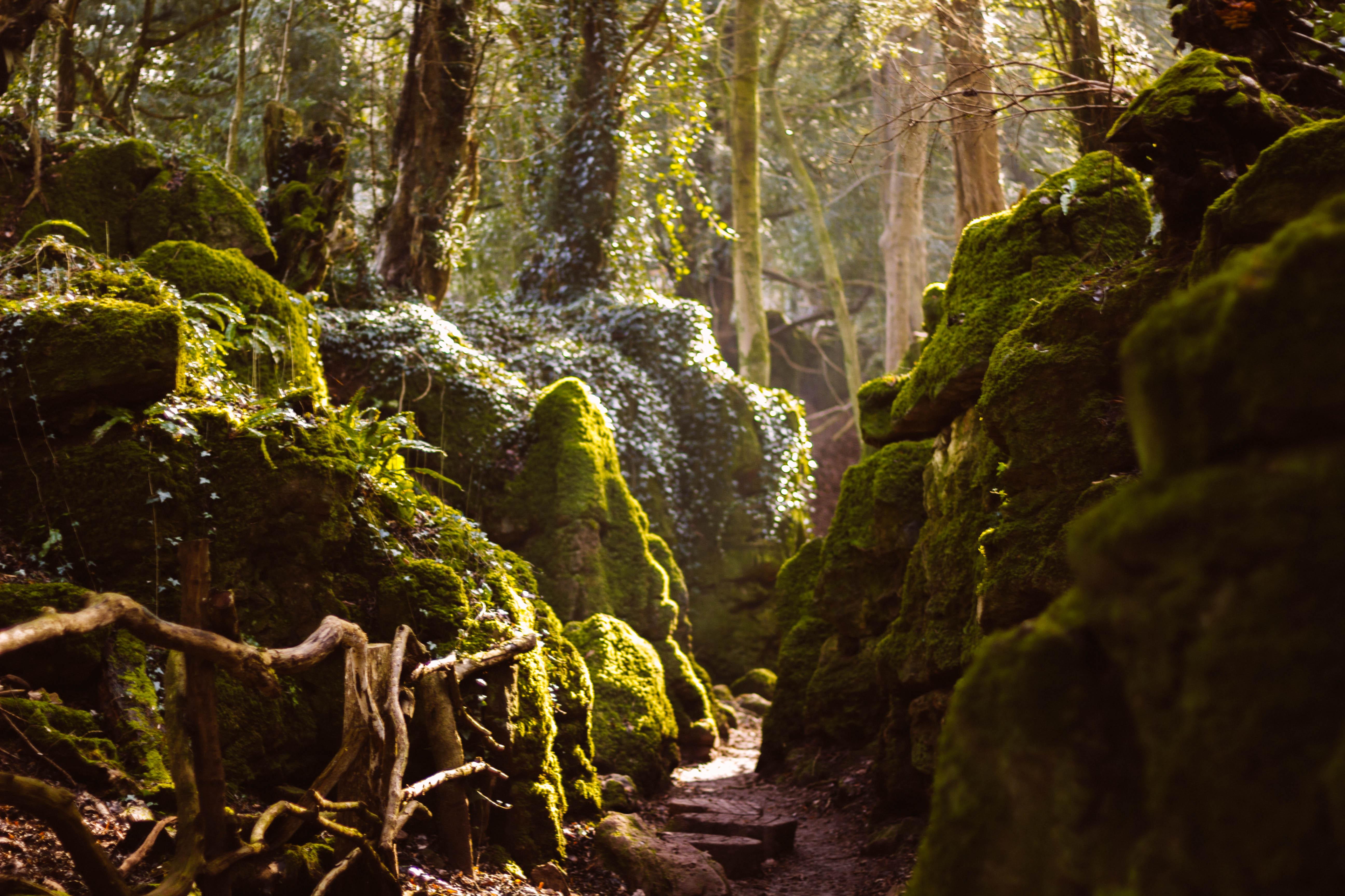Puzzlewood, Forest of Dean, UK [OC] [5184 x 3456] EarthPorn