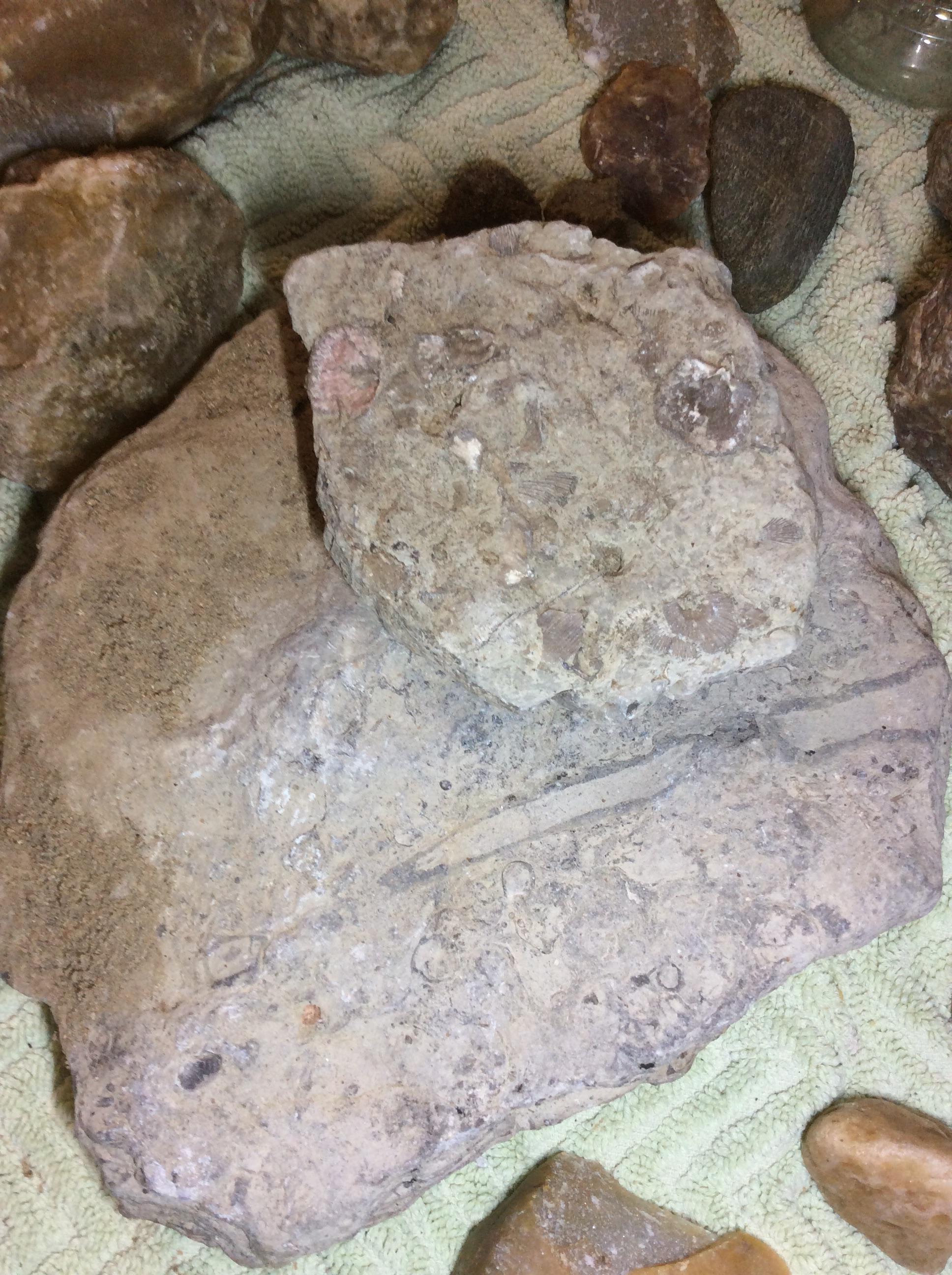 Has anyone had experience with polishing fossilized shells like these