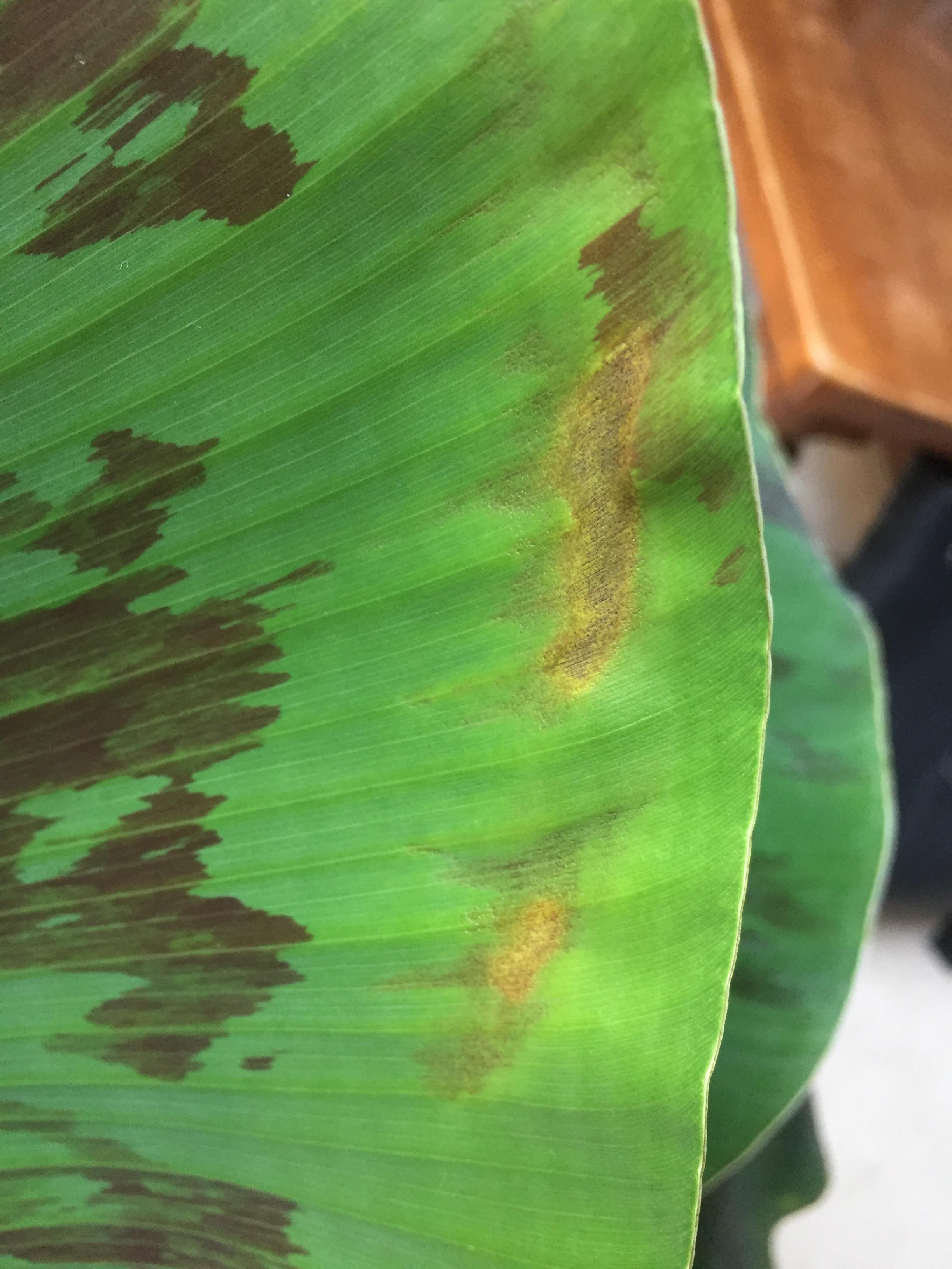 Brown spots on banana leaf? r/plantclinic