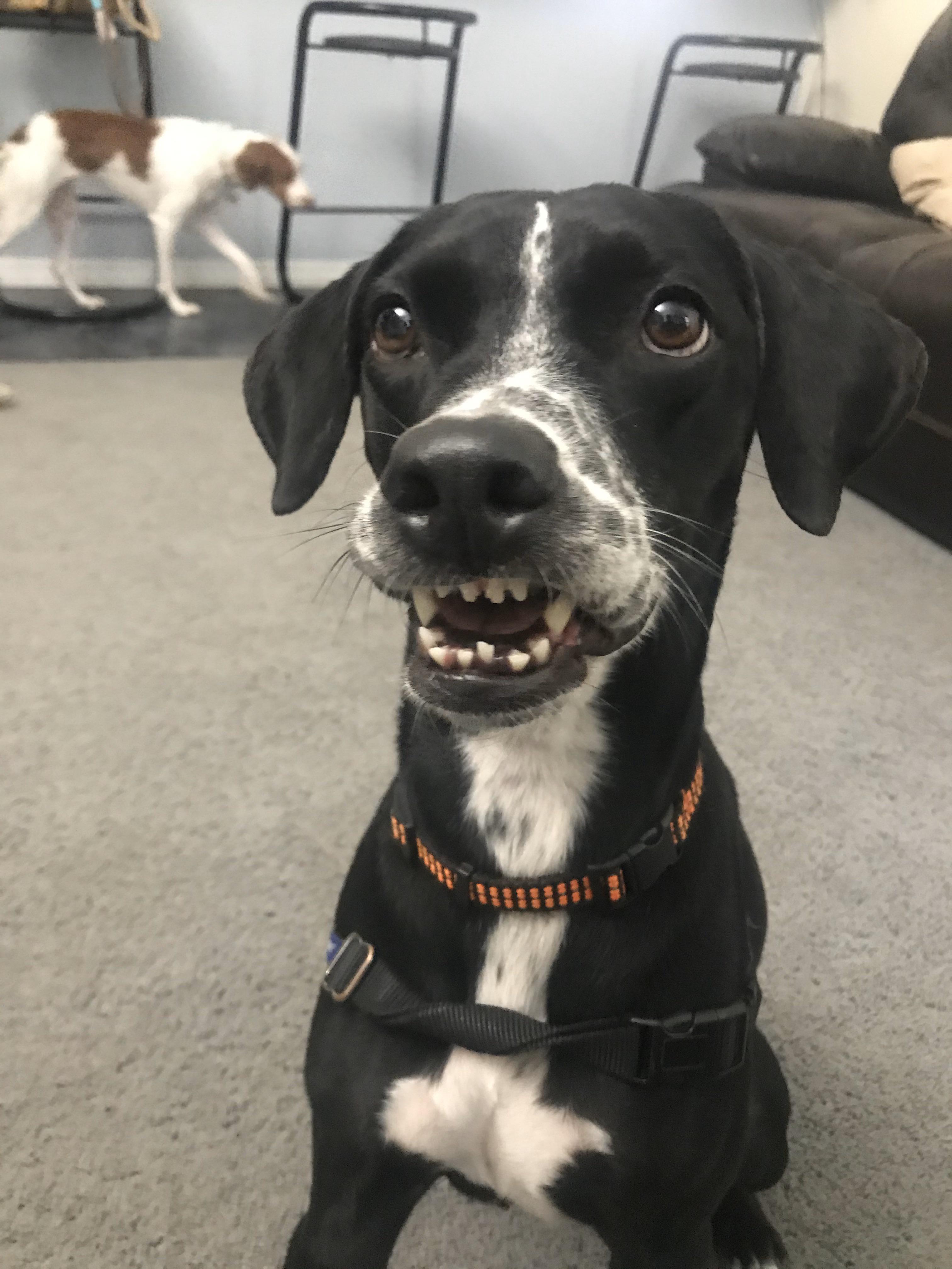 My dog had an extra dry mouth and was like this for quite a while