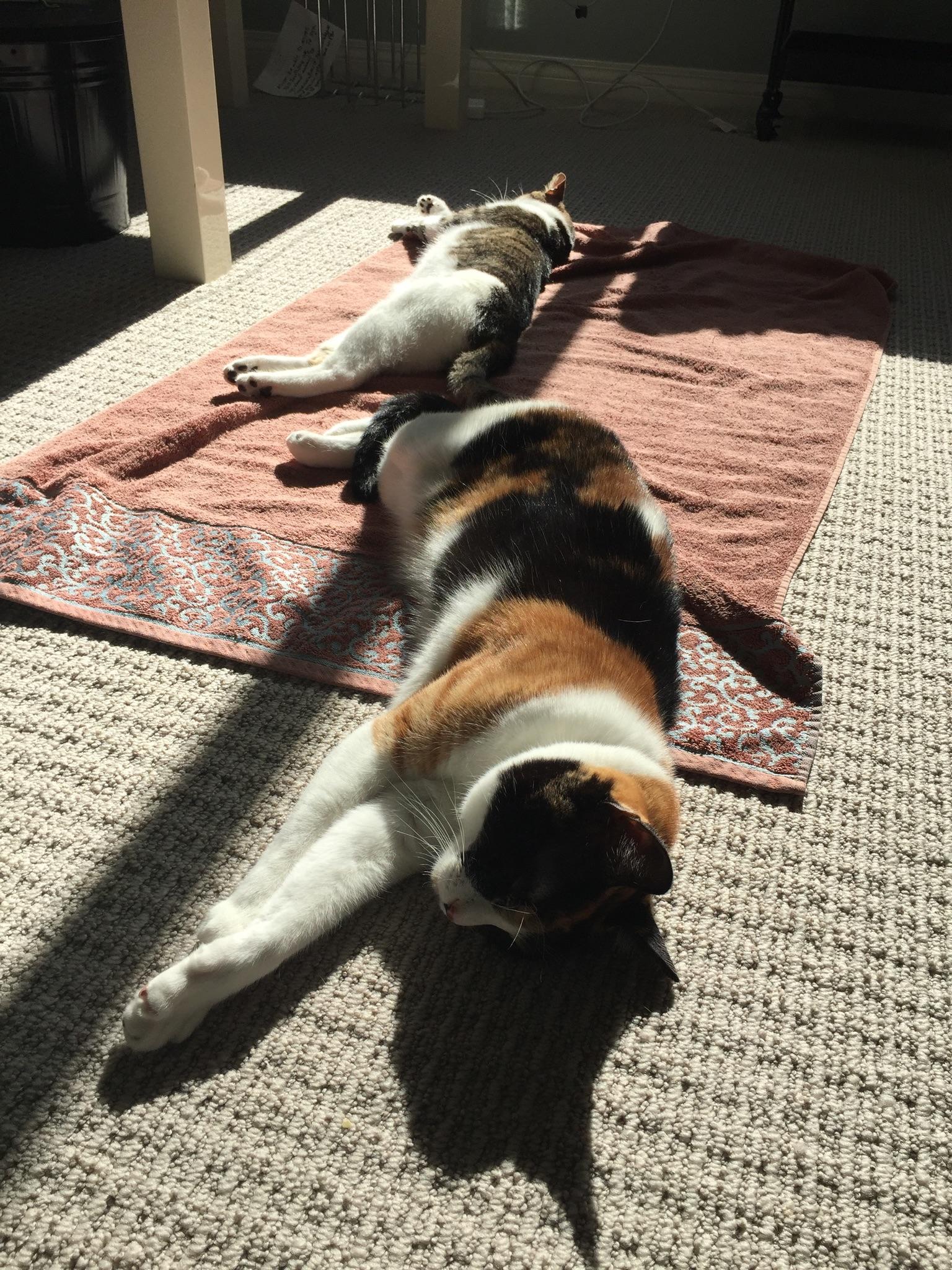 Catching the last remaining days of summer, my cats love the sun. We